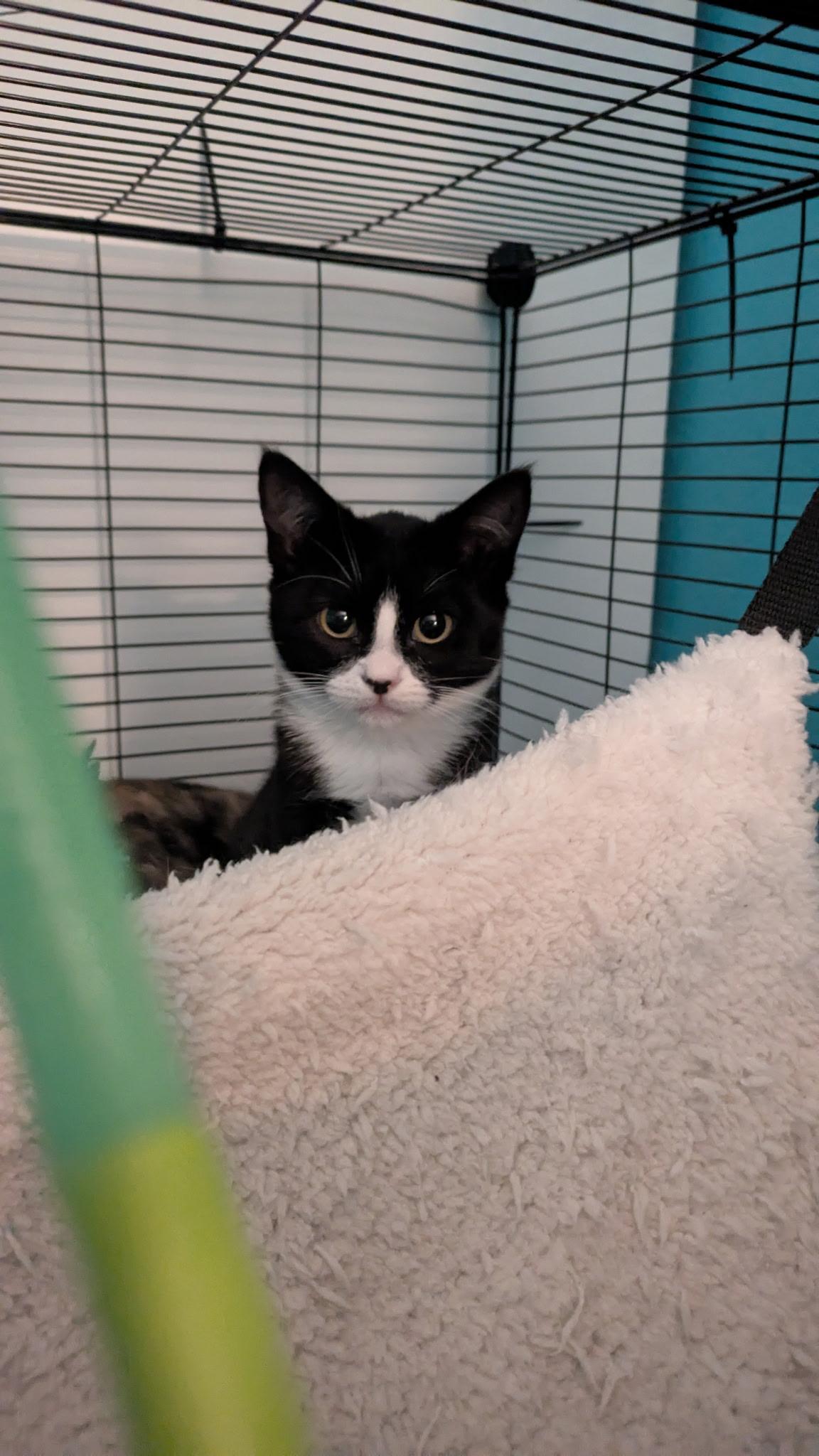 Jackie O, an adopted American Shorthair in Hayward, CA image 1/6