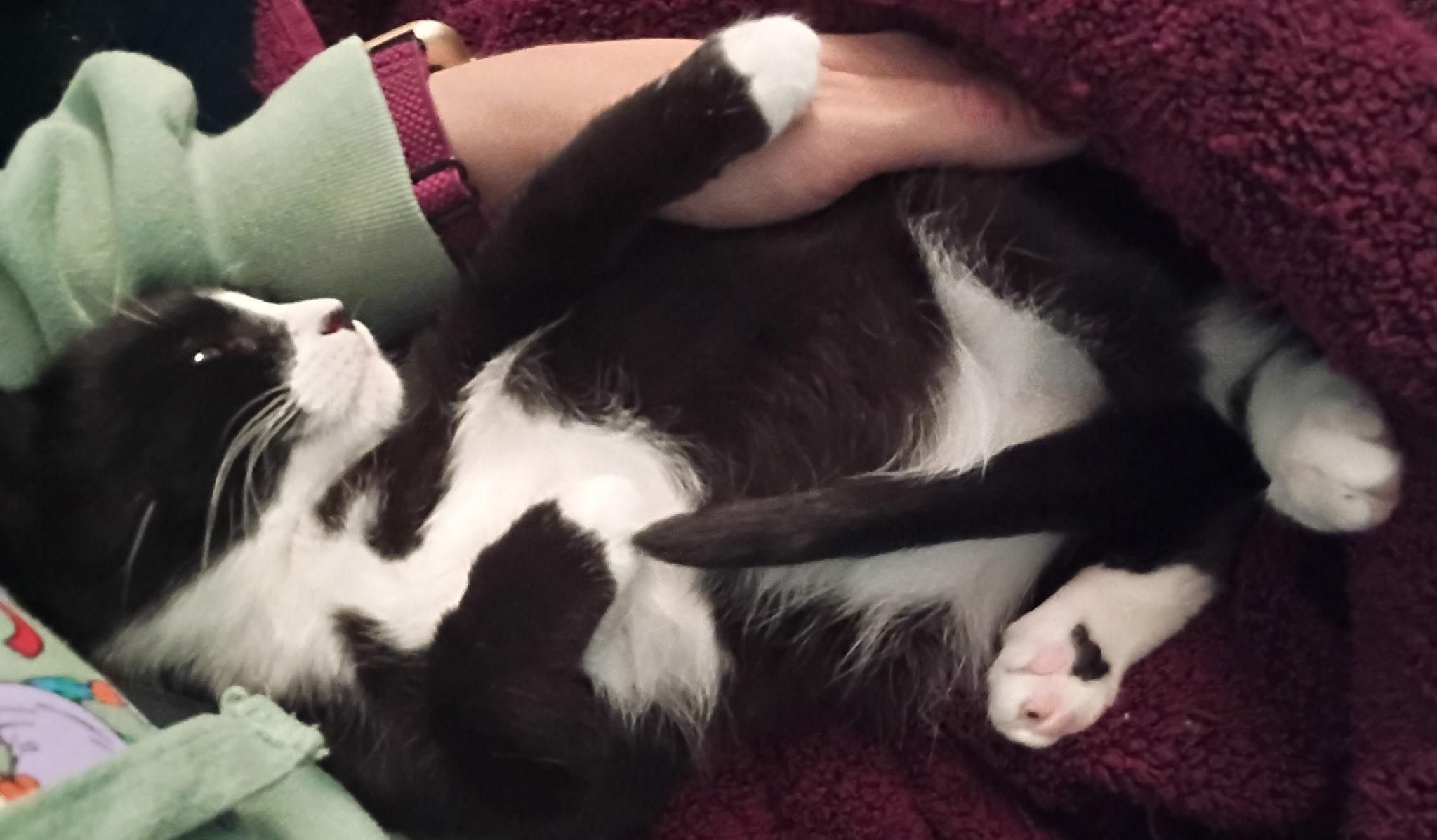 Jackie O, an adopted American Shorthair in Hayward, CA image 2/6