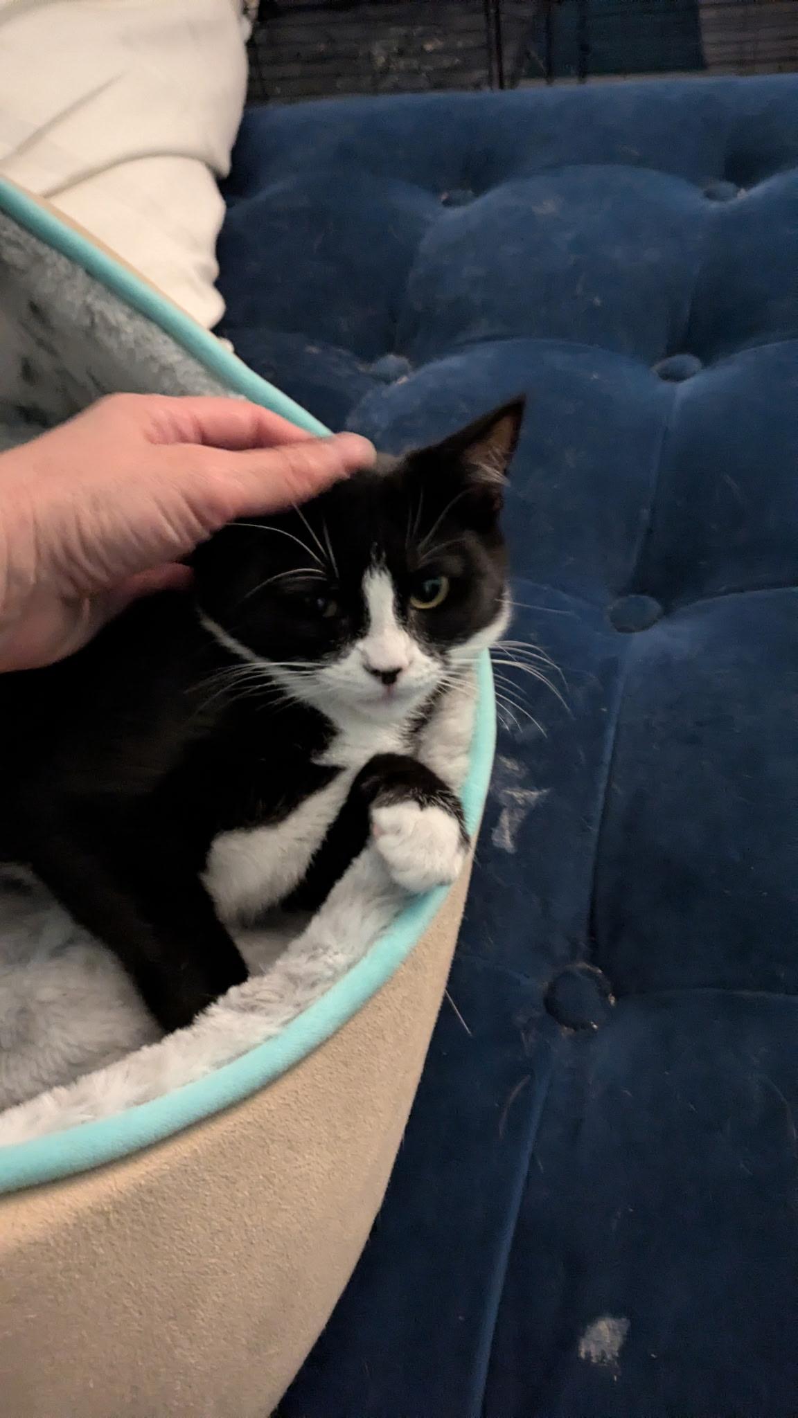 Jackie O, an adopted American Shorthair in Hayward, CA image 3/6