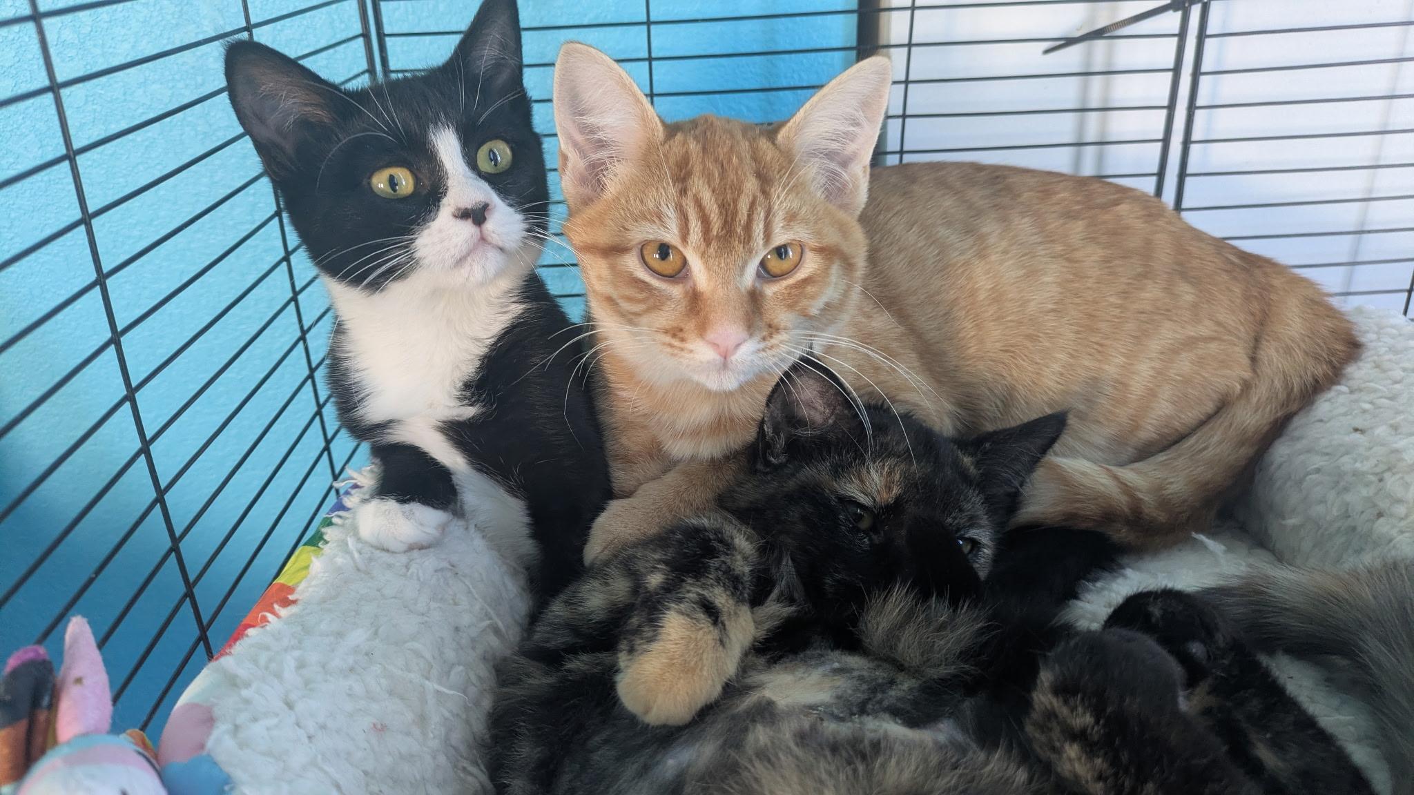 Jackie O, an adopted American Shorthair in Hayward, CA image 4/6