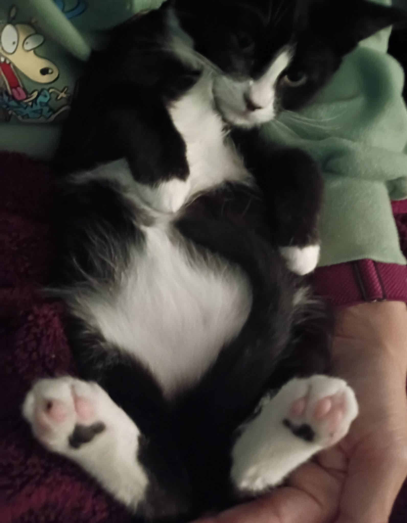 Jackie O, an adopted American Shorthair in Hayward, CA image 5/6