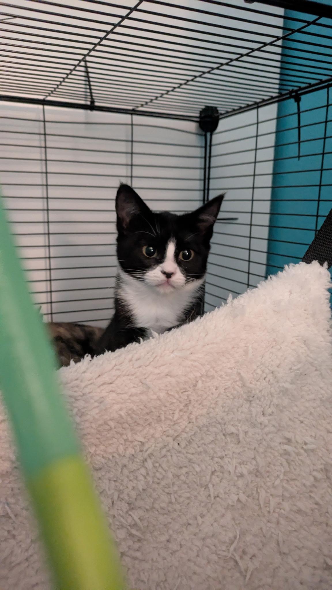 Jackie O, an adopted American Shorthair in Hayward, CA image 6/6