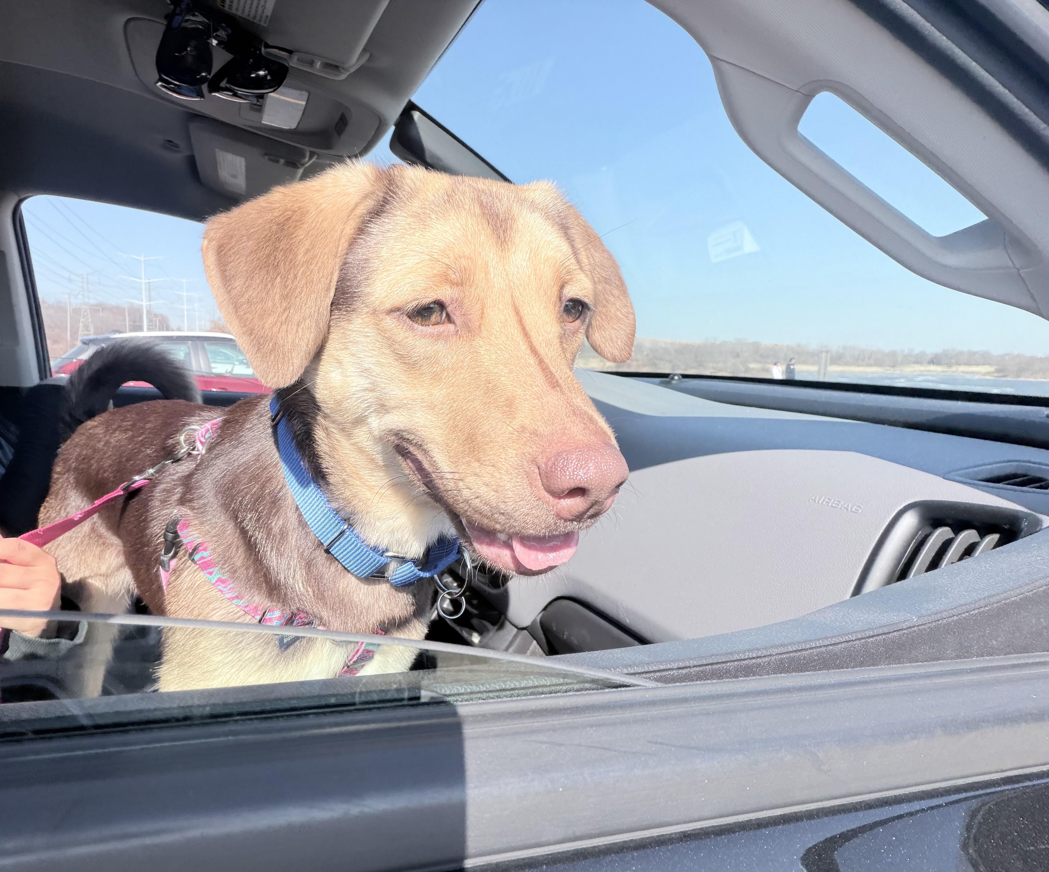 Enlarge Sienna, an adopted mixed breed in Naperville, IL image 6/6