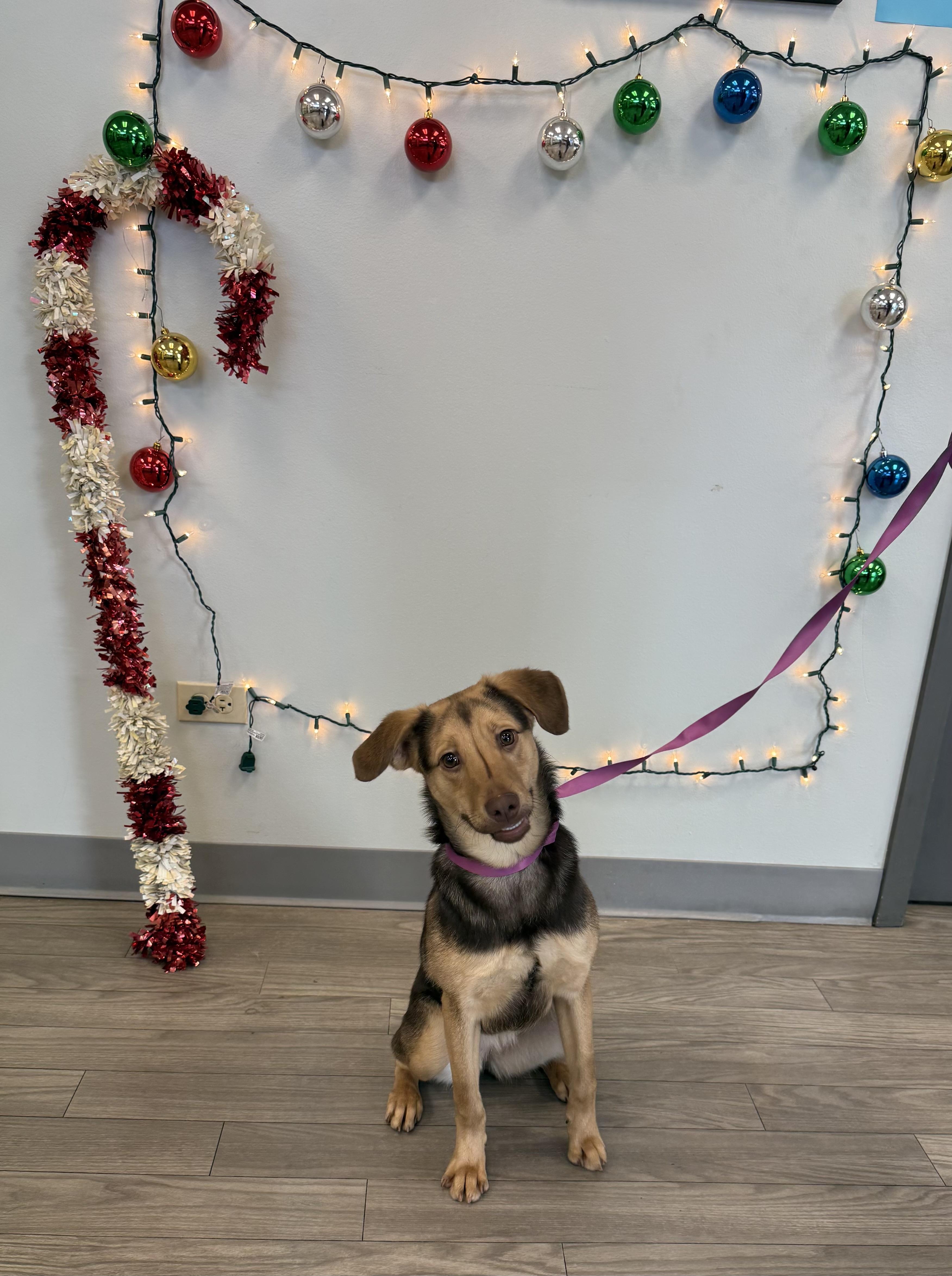 Enlarge Sienna, an adopted mixed breed in Naperville, IL image 3/6