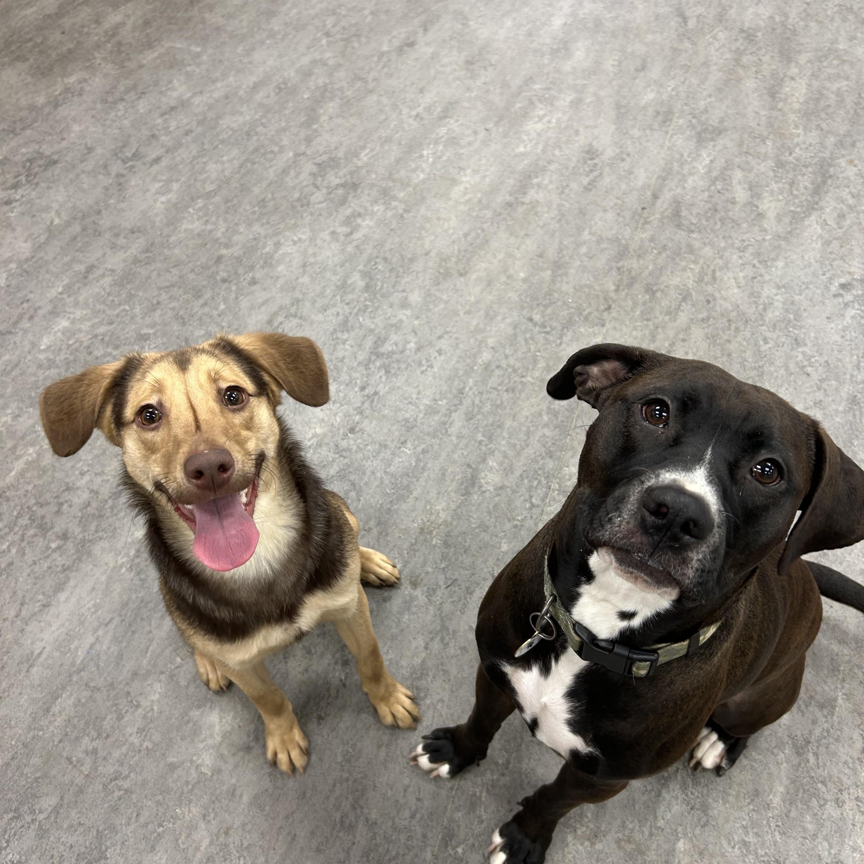 Enlarge Sienna, an adopted mixed breed in Naperville, IL image 4/6