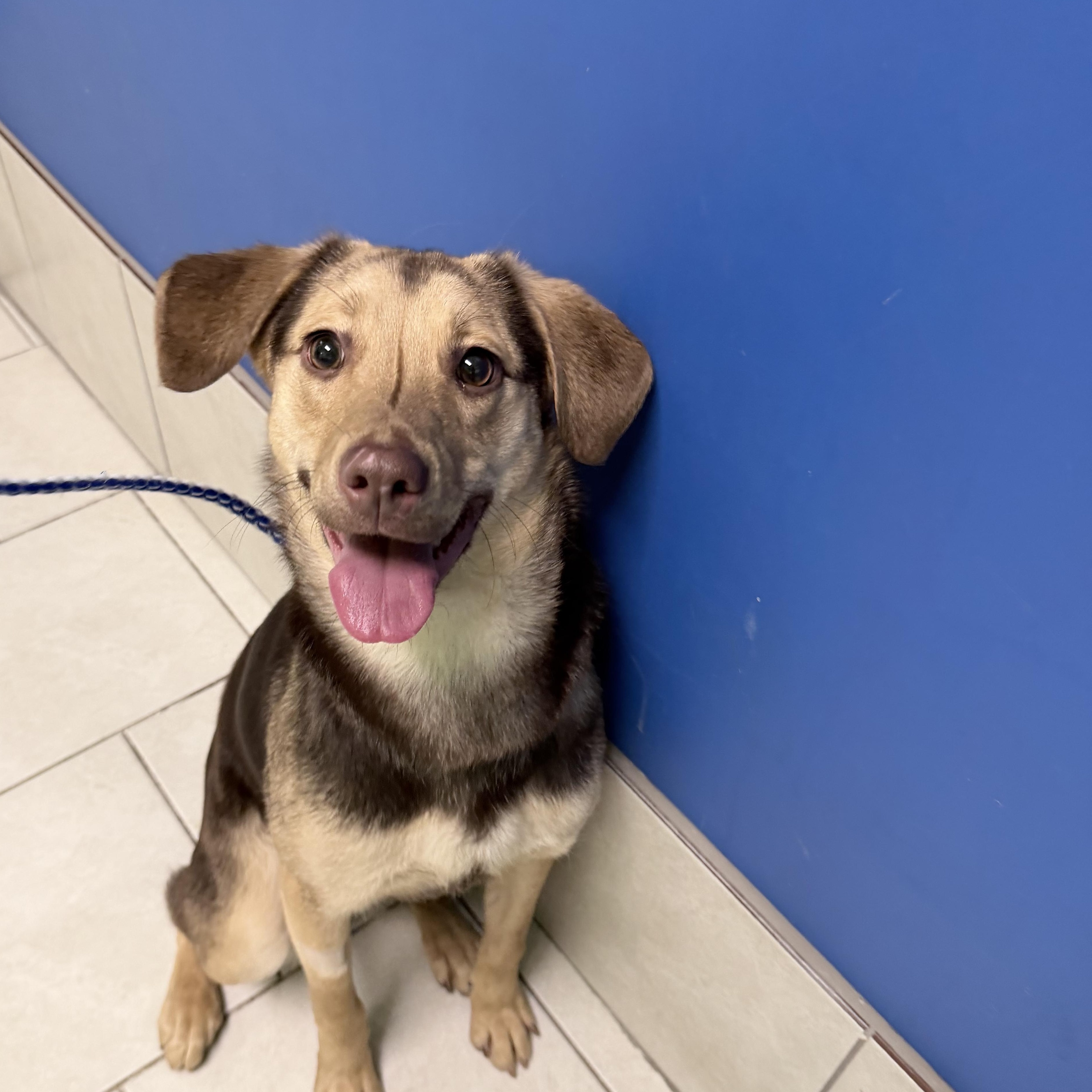 Enlarge Sienna, an adopted mixed breed in Naperville, IL image 1/6