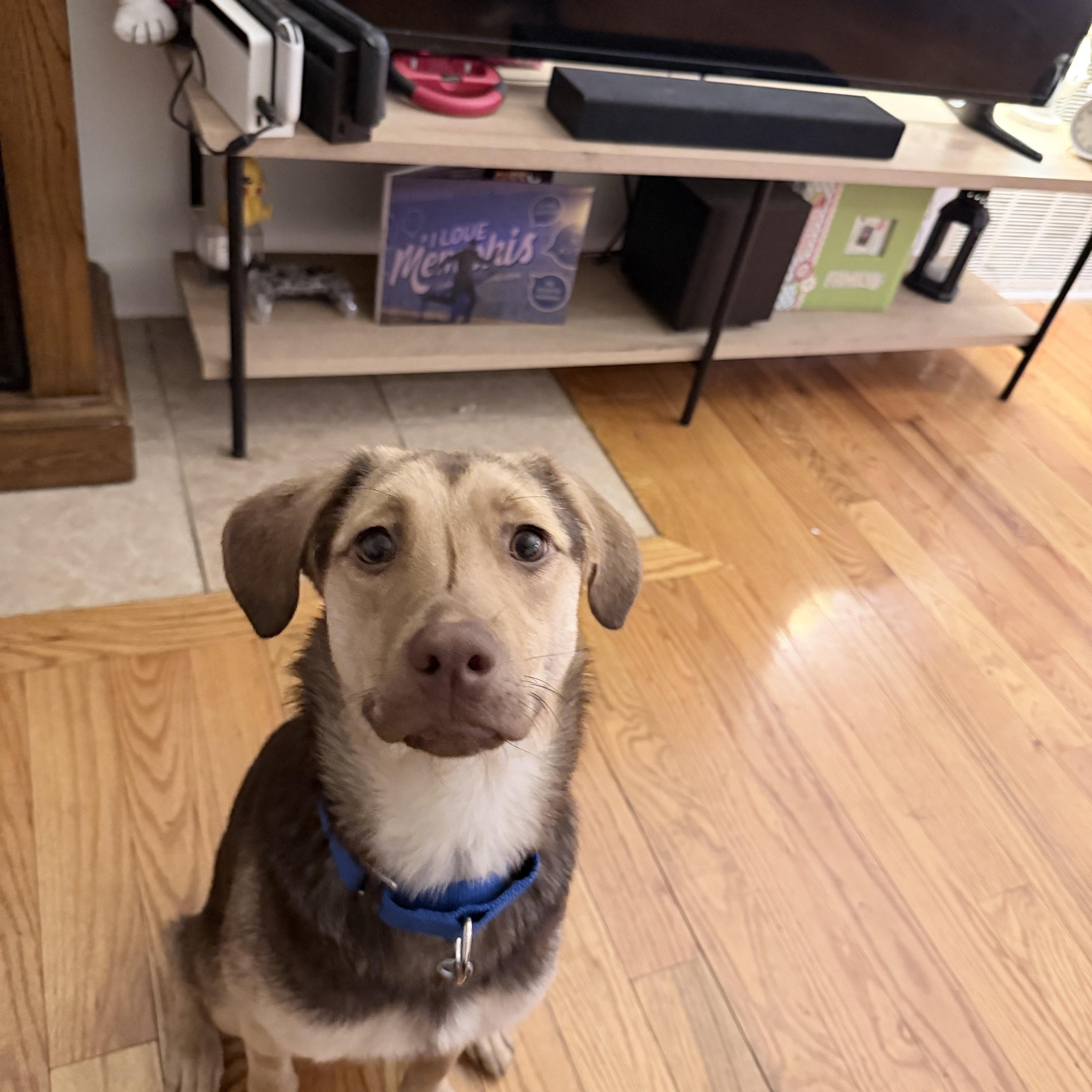 Enlarge Sienna, an adopted mixed breed in Naperville, IL image 5/6