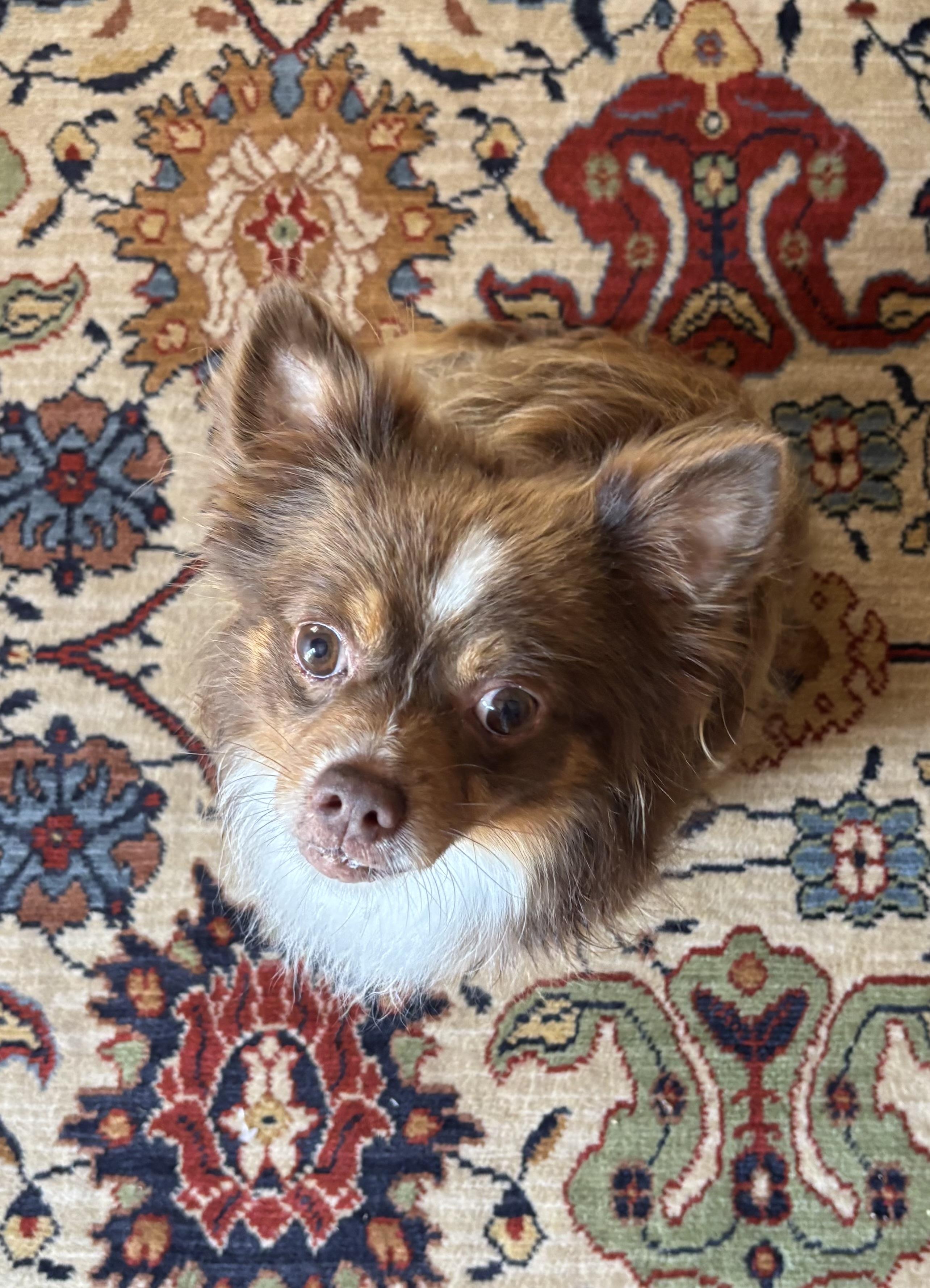 Enlarge Leo, a Adoptable mixed breed in Lakeland, TN image 2/4