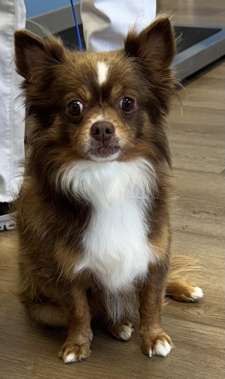 Leo, Adoptable, Adult Male Pomeranian & Chihuahua.