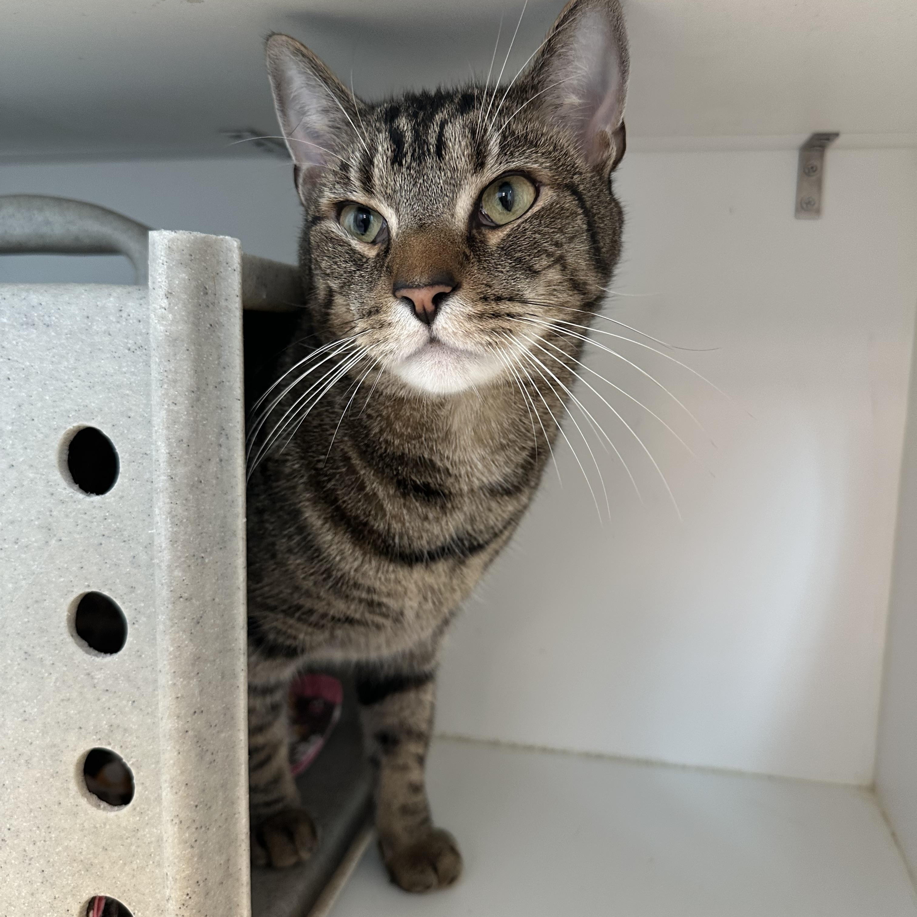 Leo (ID 43965/1576), ADOPTABLE, Adult Male Domestic Short Hair.