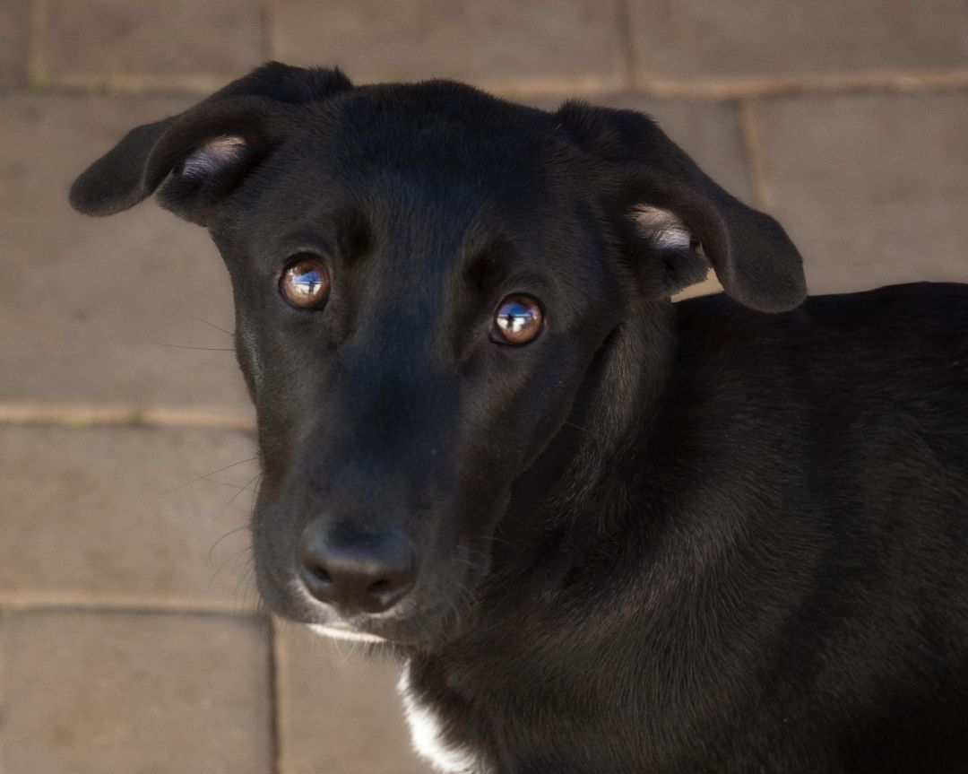 Enlarge Rio, a Adoptable German Shepherd Dog in El Cajon, CA image 1/4