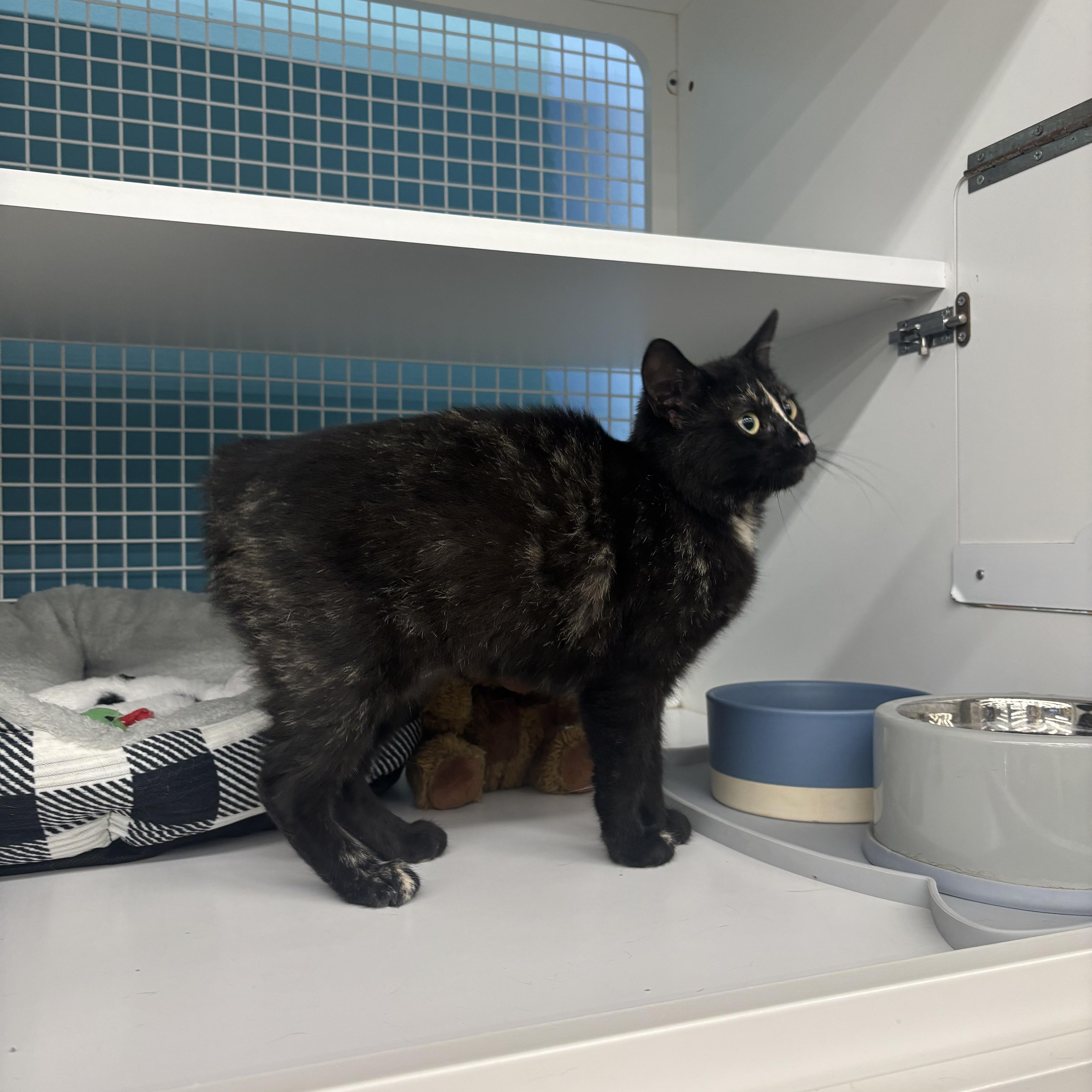 Enlarge Java, a ADOPTABLE Domestic Short Hair in Statesboro, GA image 2/4