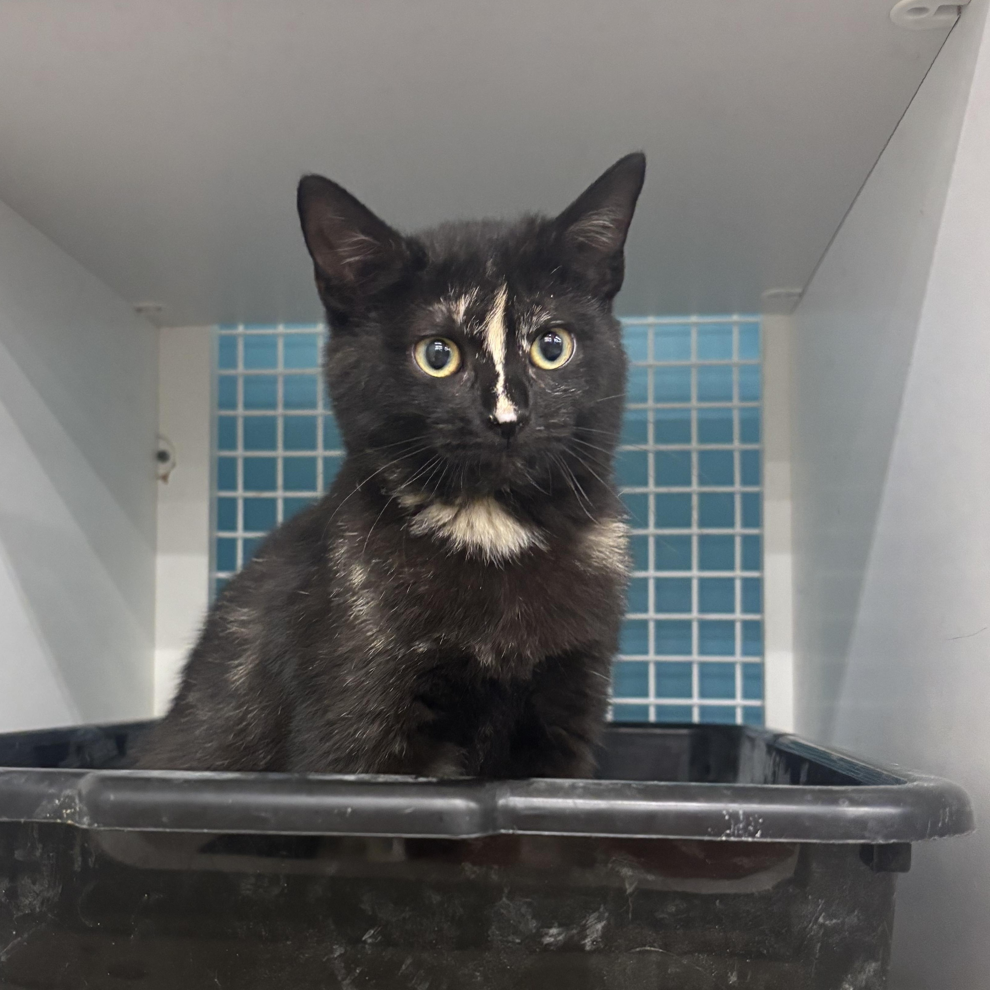 Enlarge Java, a ADOPTABLE Domestic Short Hair in Statesboro, GA image 1/4