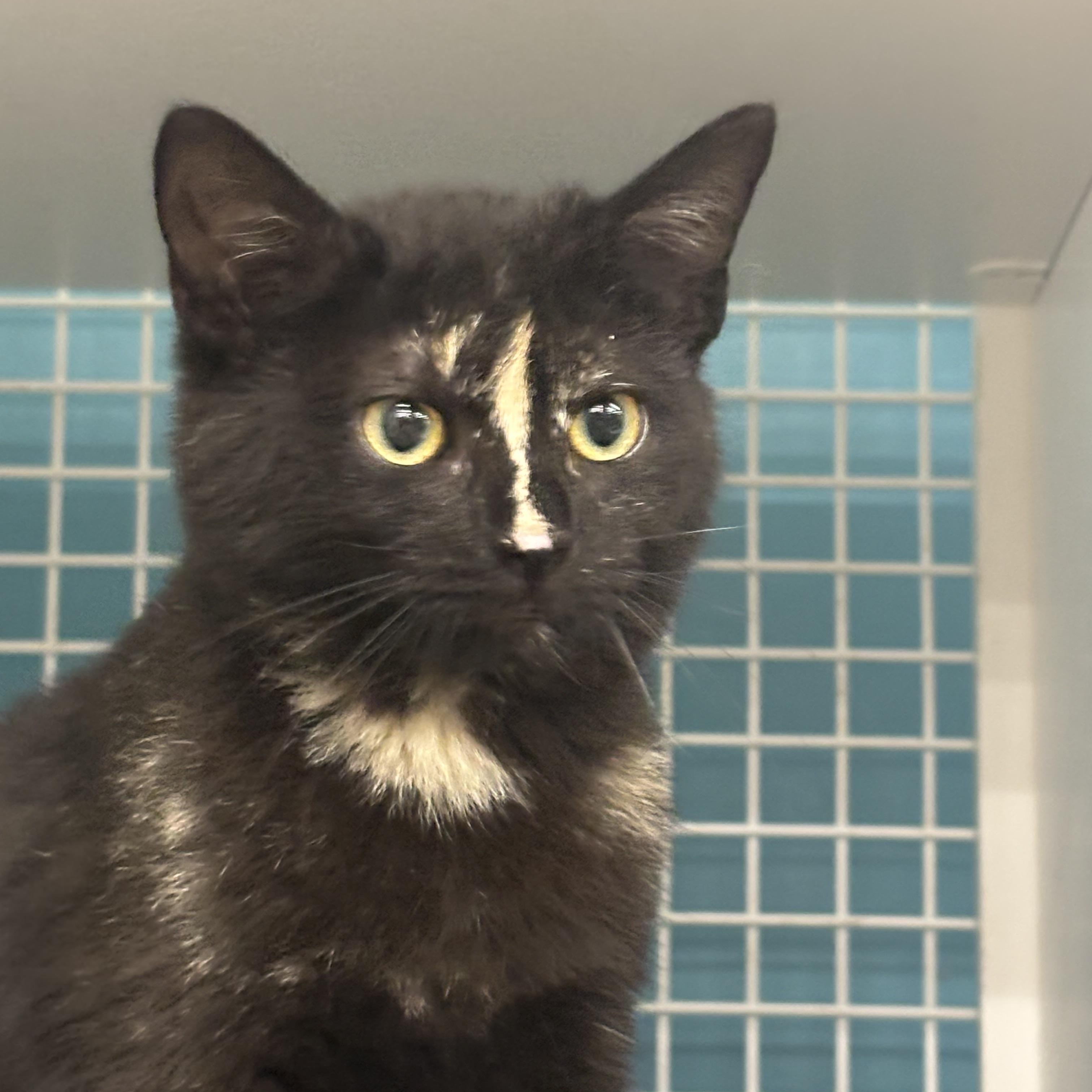 Enlarge Java, a ADOPTABLE Domestic Short Hair in Statesboro, GA image 3/4