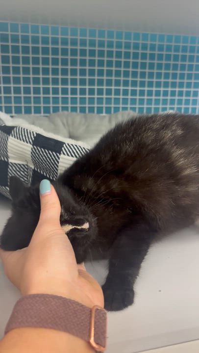 Enlarge Java, a ADOPTABLE Domestic Short Hair in Statesboro, GA video 4/4