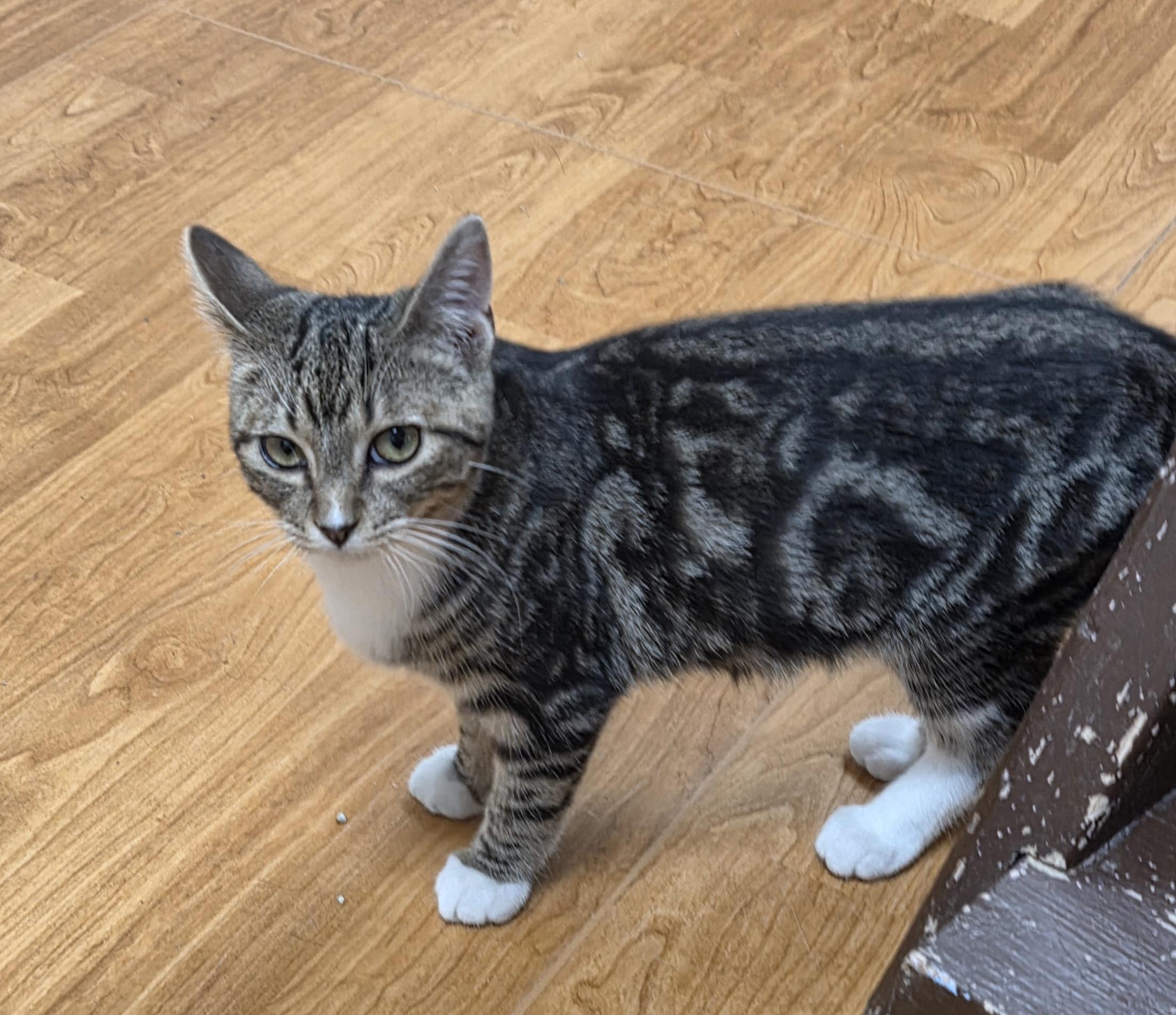 Hobbes, ADOPTABLE, Kitten Male Domestic Short Hair.