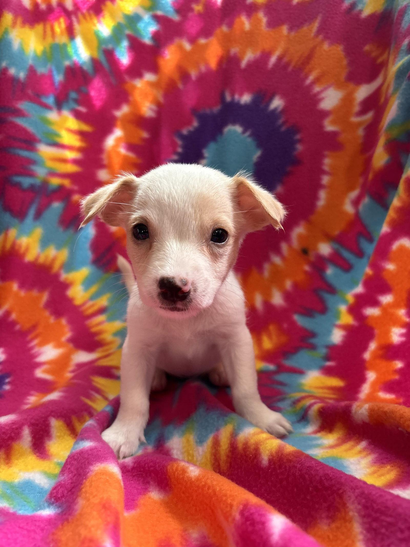 Dandelion Jul 26 - An Annie Pup, Adoptable, Puppy Female Terrier.