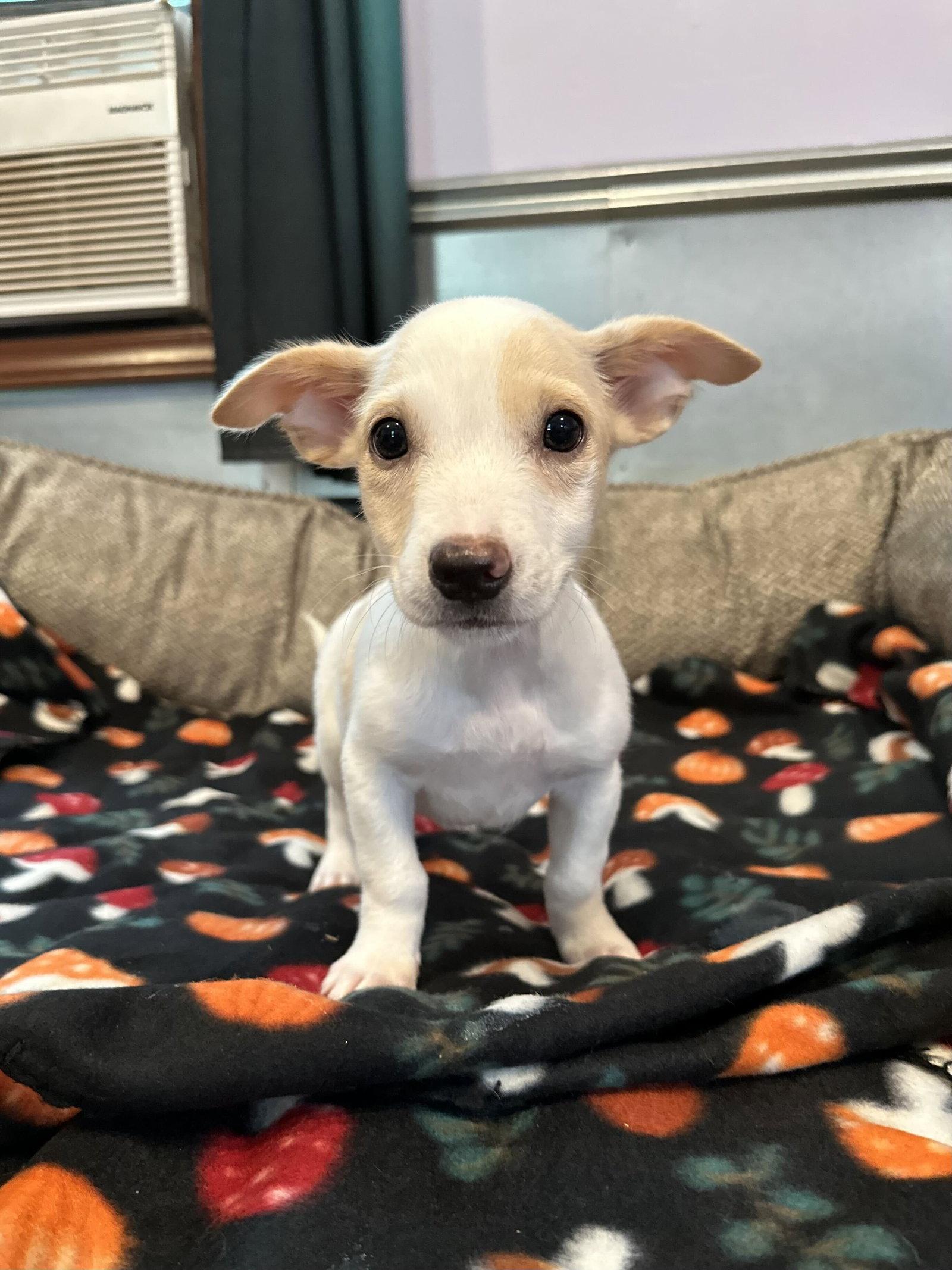Enlarge Dandelion Jul 26 - An Annie Pup, a Adoptable Terrier in Pacolet, SC image 2/3