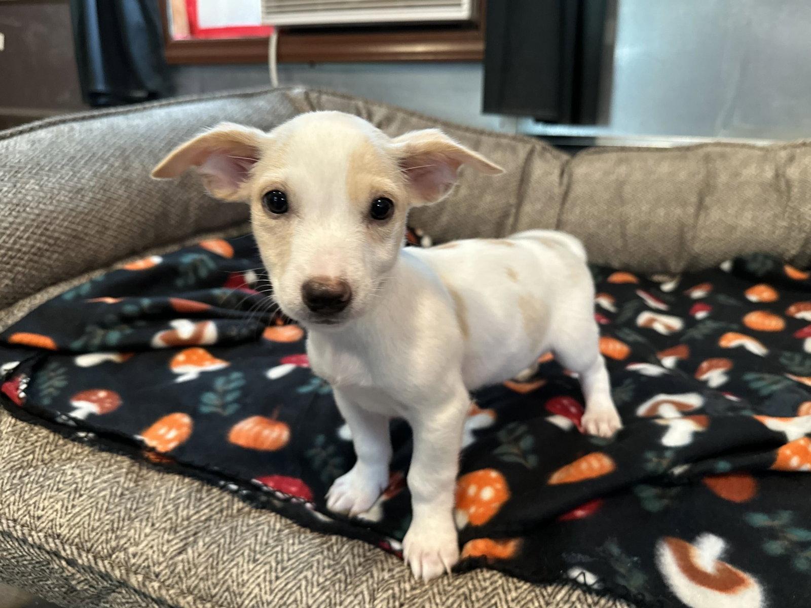 Enlarge Dandelion Jul 26 - An Annie Pup, a Adoptable Terrier in Pacolet, SC image 3/3