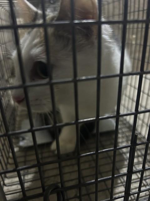 Enlarge MISS J ALEXANDER, a Adoptable Domestic Short Hair in Louisville, KY image 1/1