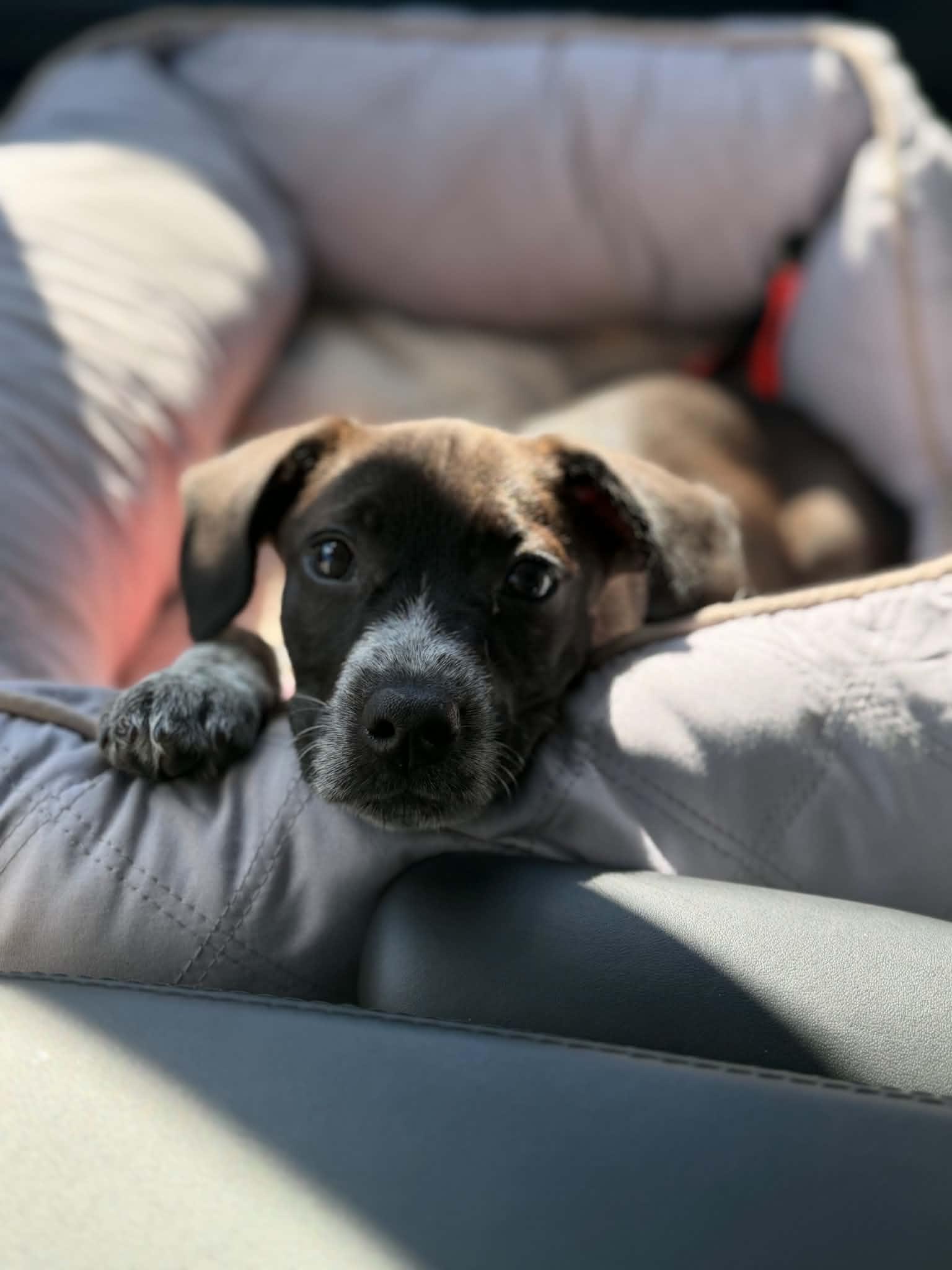 Enlarge Willow, a Adopted mixed breed in Succasunna, NJ image 5/6