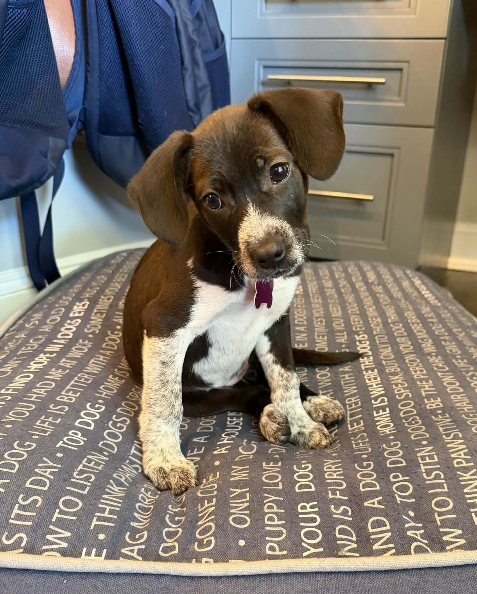 Enlarge Willow, a Adopted mixed breed in Succasunna, NJ image 3/6