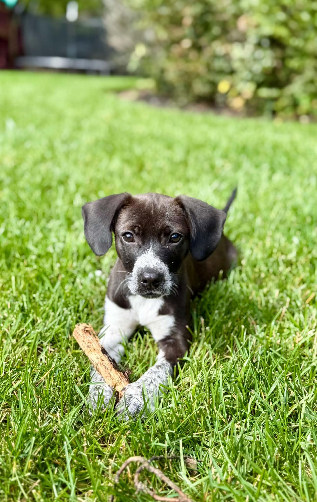 Enlarge Willow, a Adopted mixed breed in Succasunna, NJ image 6/6