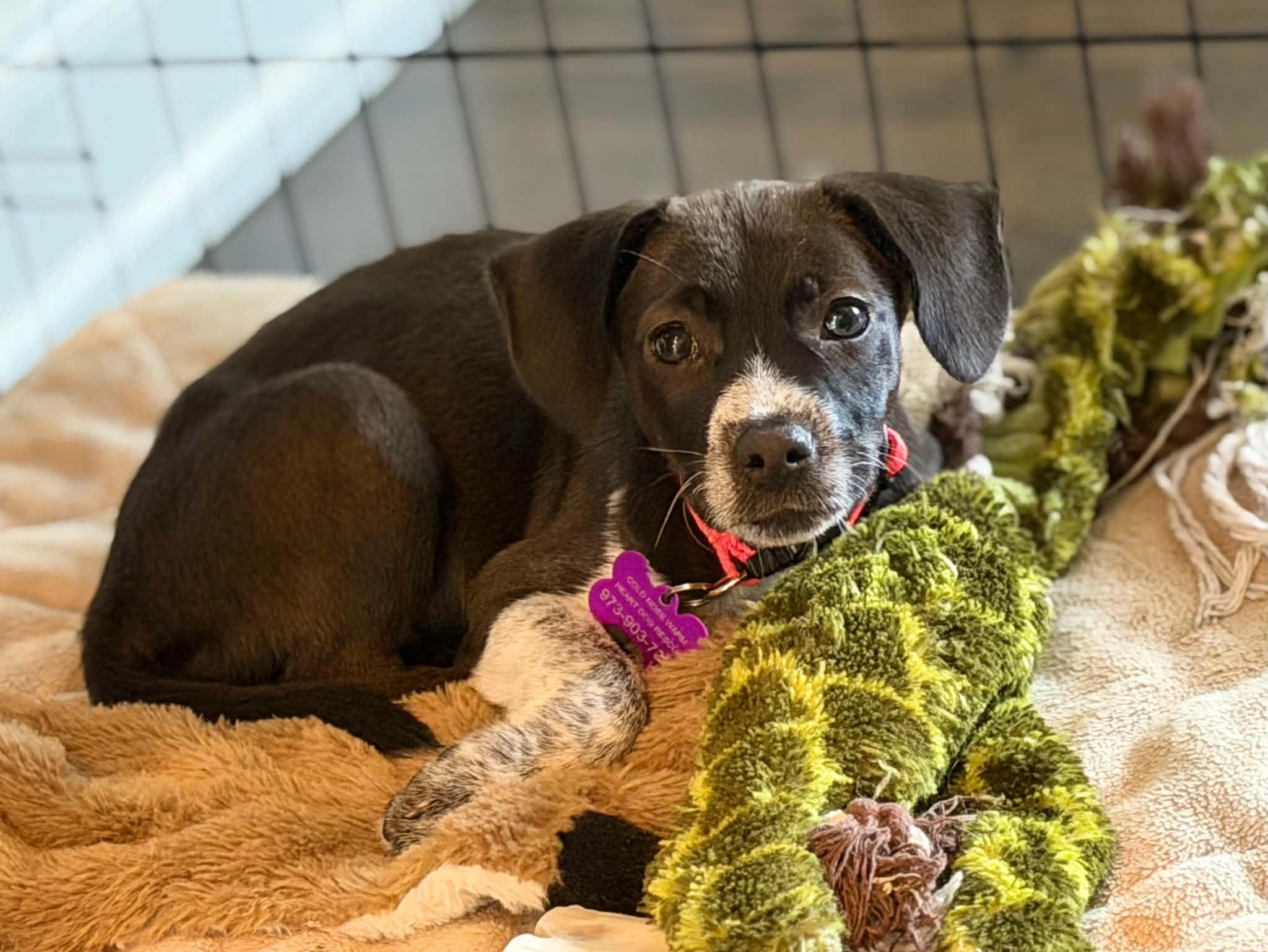 Enlarge Willow, a Adopted mixed breed in Succasunna, NJ image 2/6