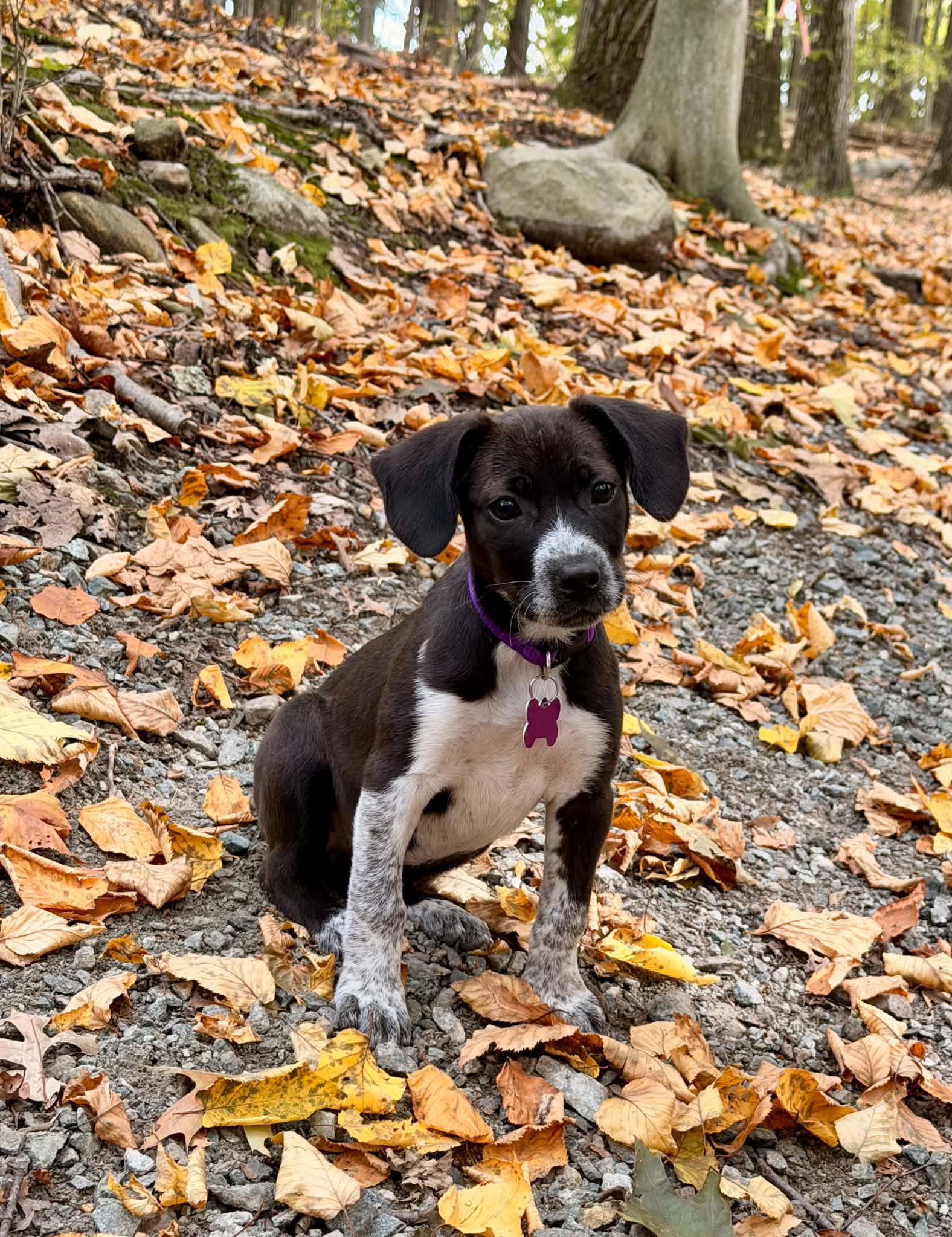 Willow, Adopted, Puppy Female Hound.
