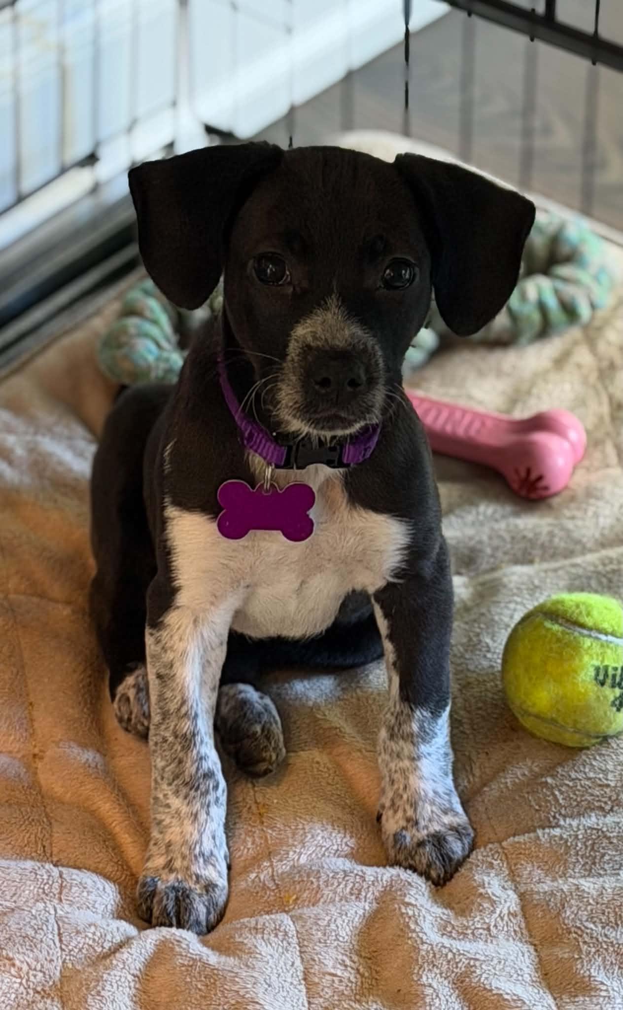 Enlarge Willow, a Adopted mixed breed in Succasunna, NJ image 4/6