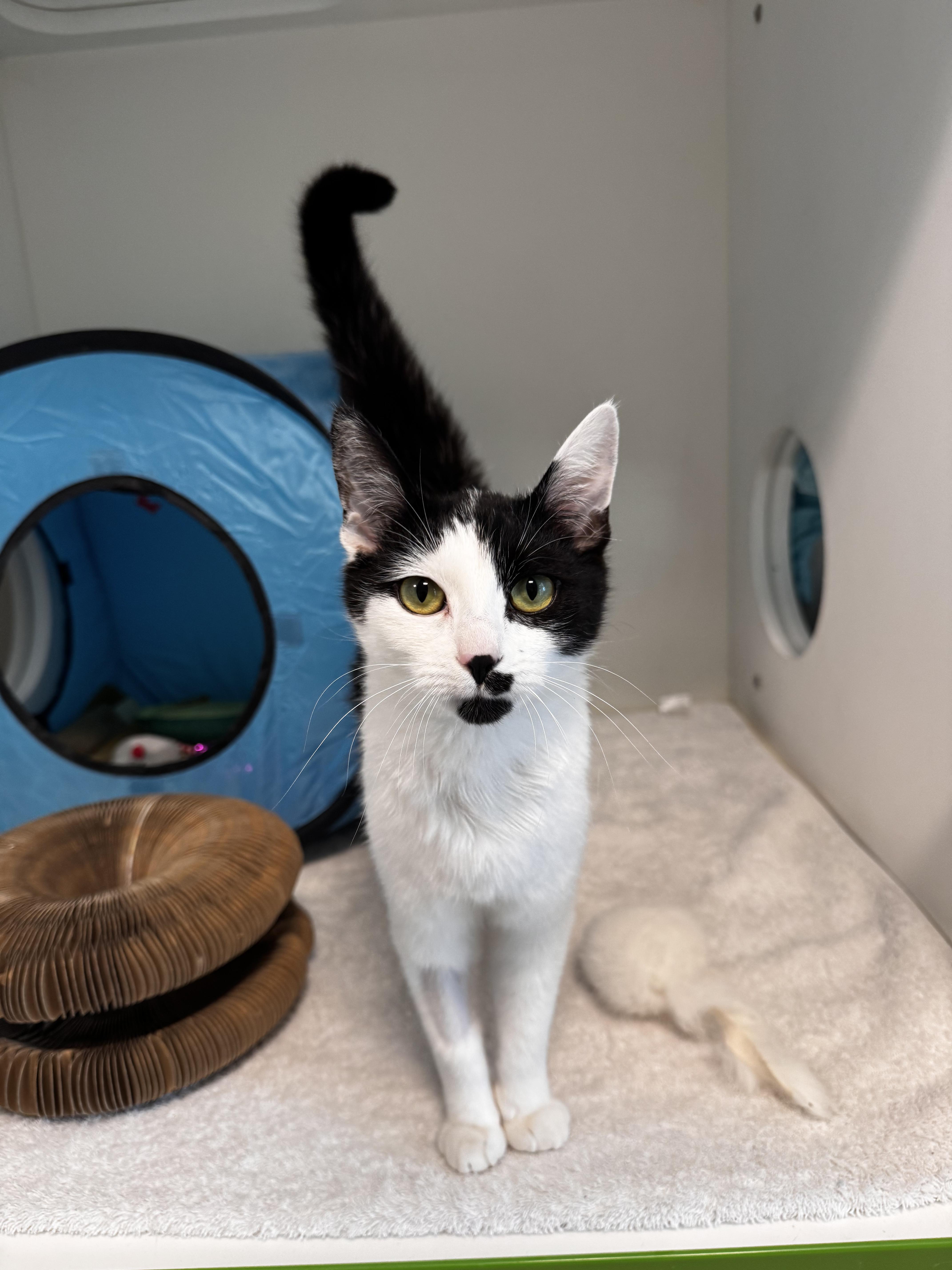 Lulu, adopted, Kitten Female Domestic Short Hair.