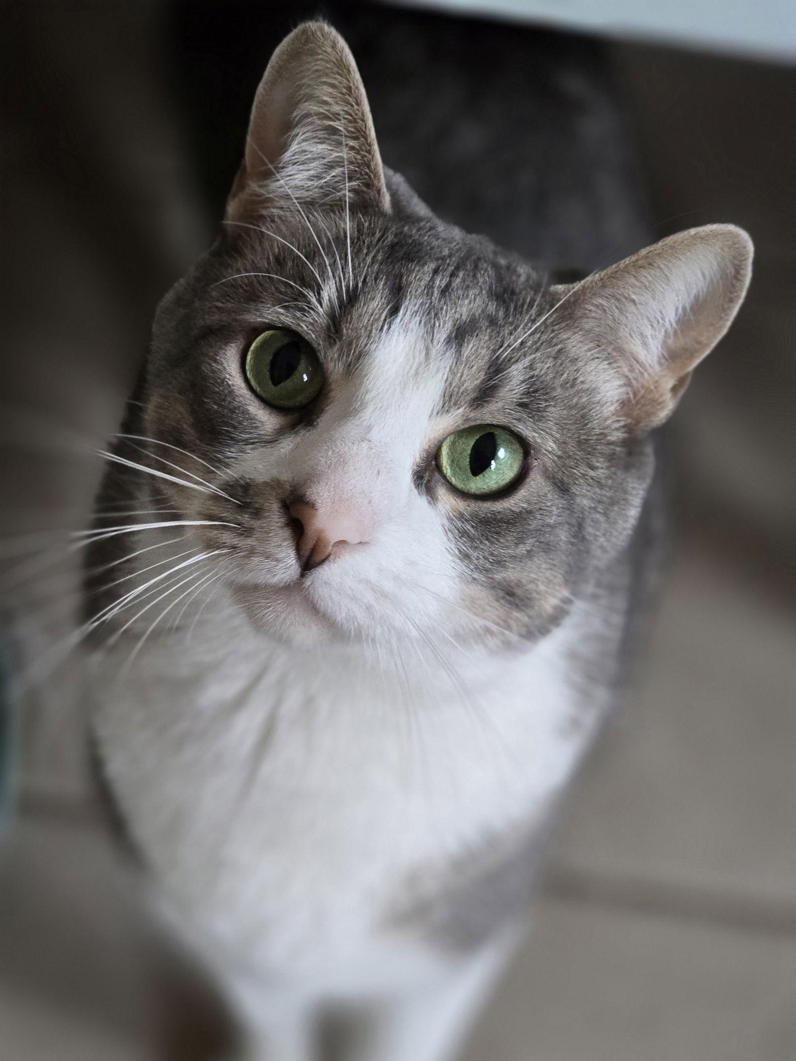 Enlarge Emma, a Adoptable mixed breed in Locust Grove, GA image 2/3