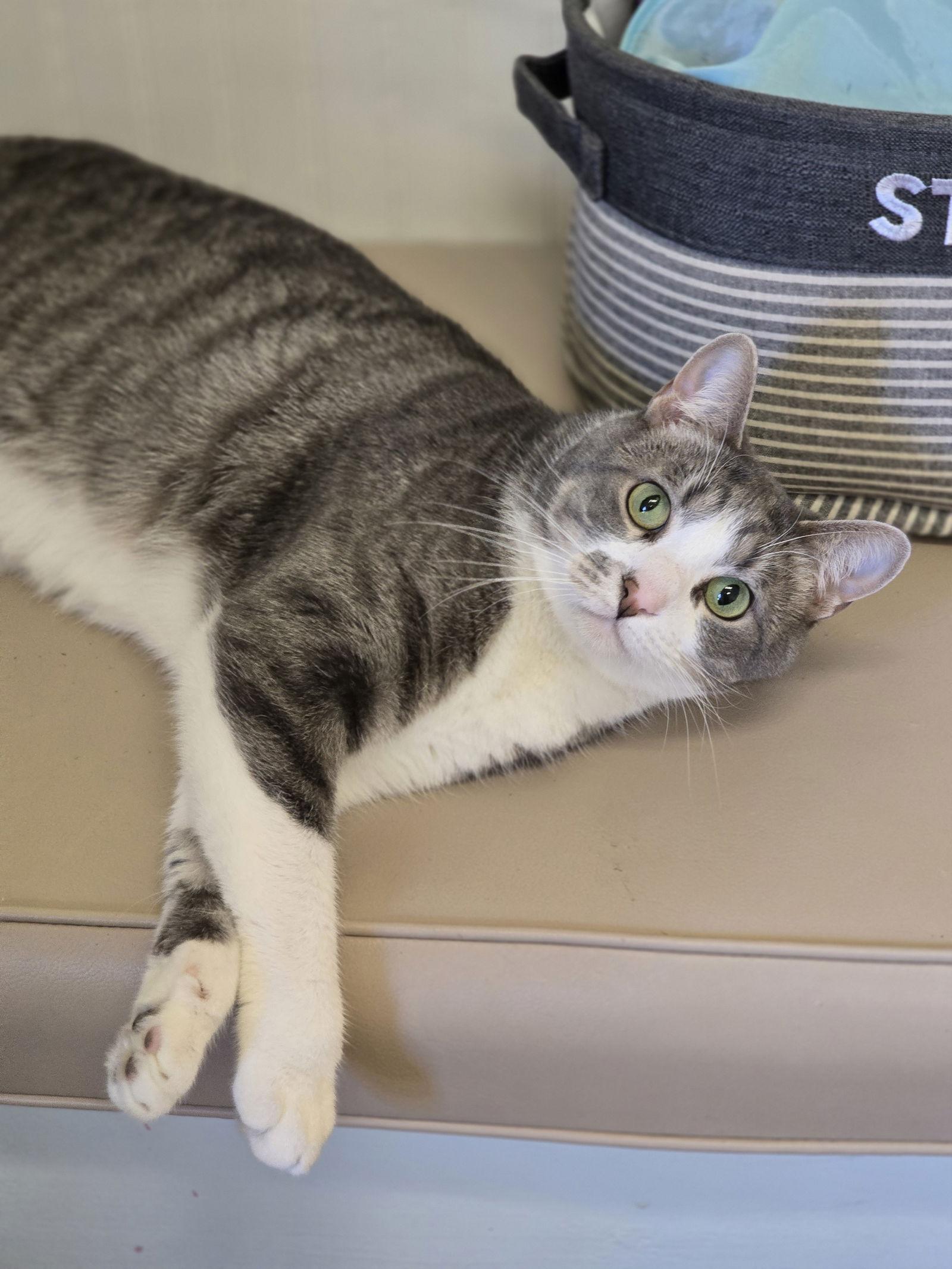 Enlarge Emma, a Adoptable mixed breed in Locust Grove, GA image 3/3