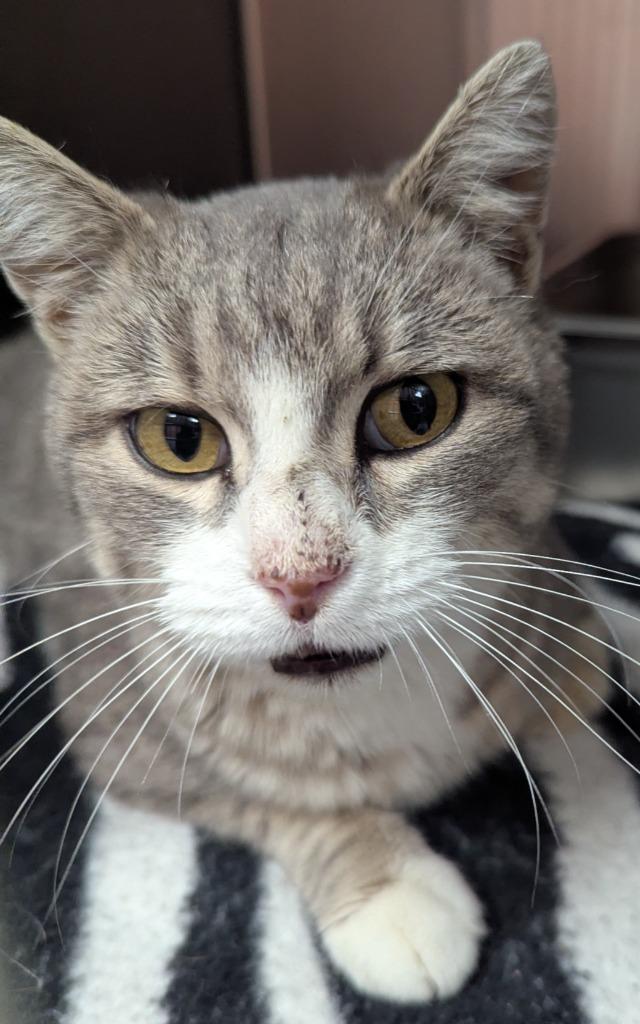 Enlarge Dolly, a Adopted mixed breed in Logan, UT image 1/2