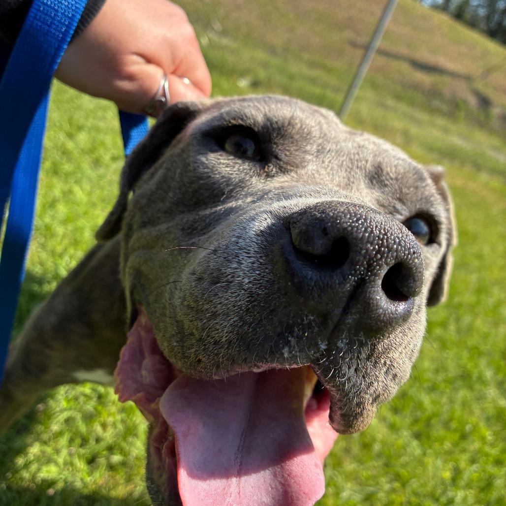 Enlarge Oliver, a Adoptable Mixed Breed in Lyons, GA image 1/2