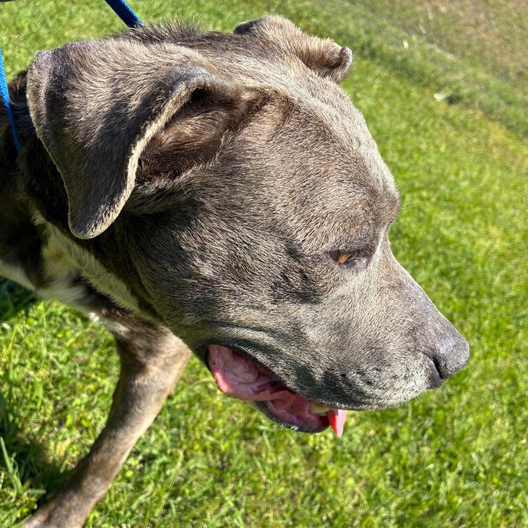 Enlarge Oliver, a Adoptable Mixed Breed in Lyons, GA image 2/2