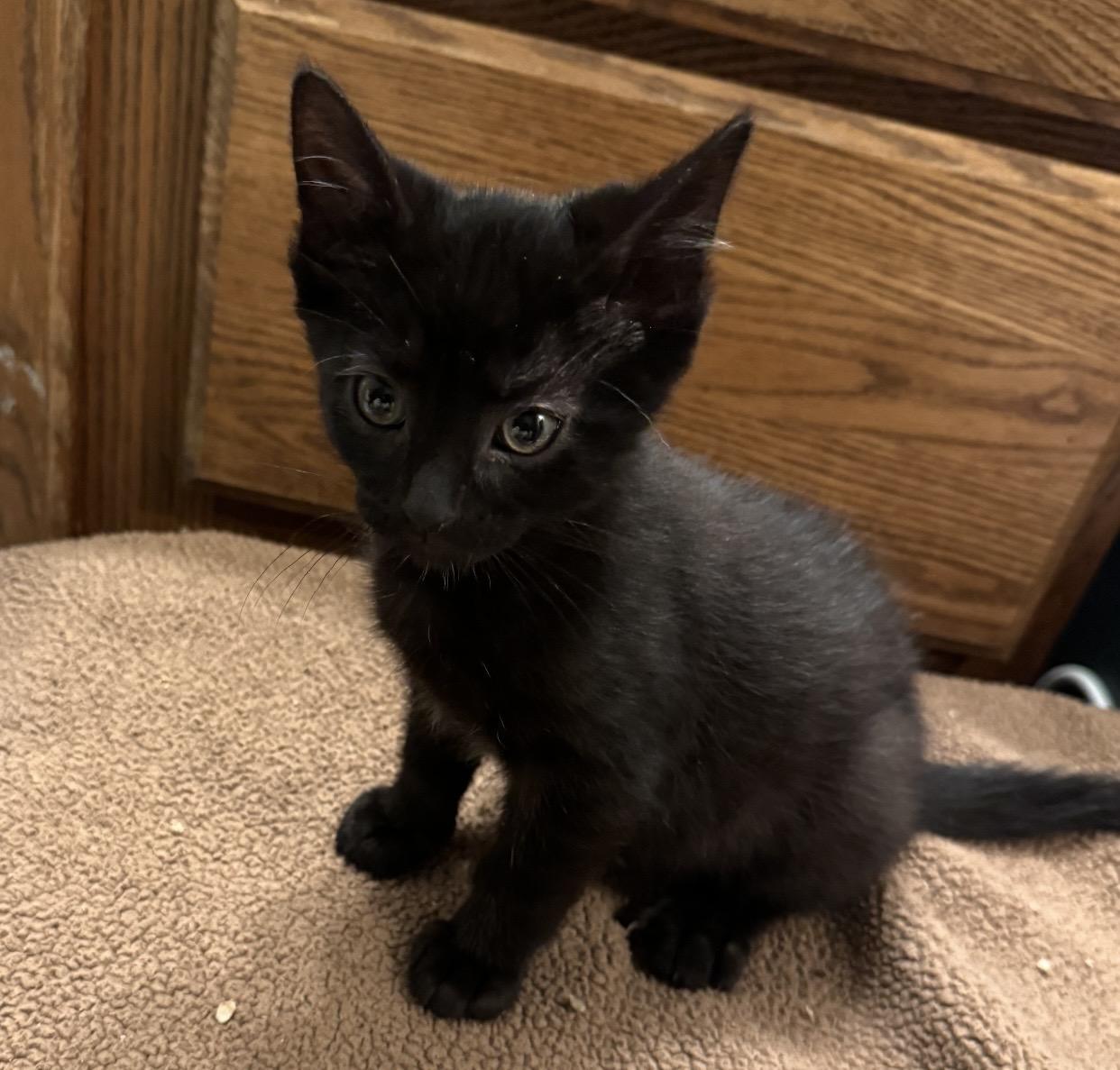 Petal, a ADOPTABLE Domestic Short Hair in Port Washington, WI image 2/2