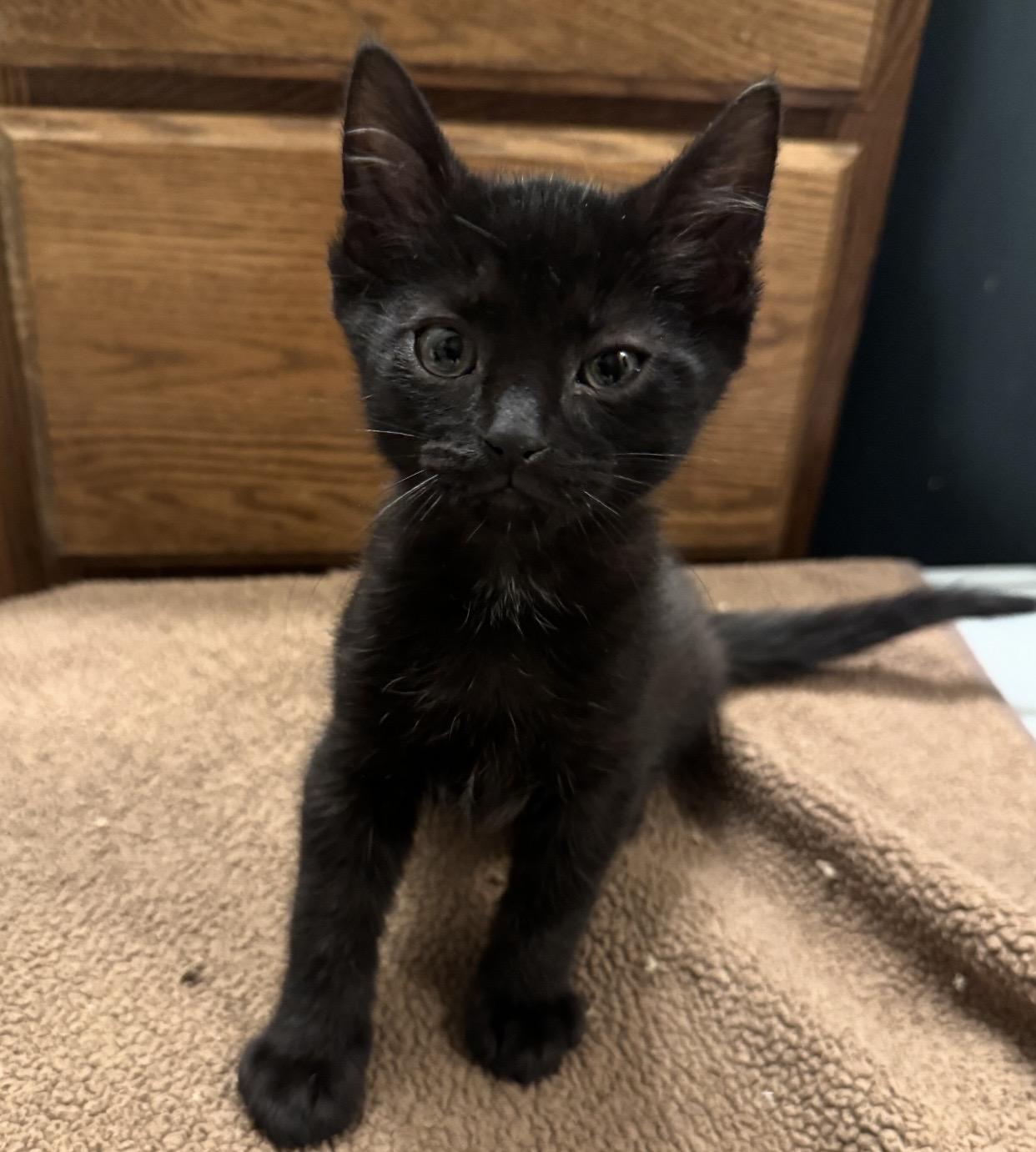 Petal, a ADOPTABLE Domestic Short Hair in Port Washington, WI image 1/2