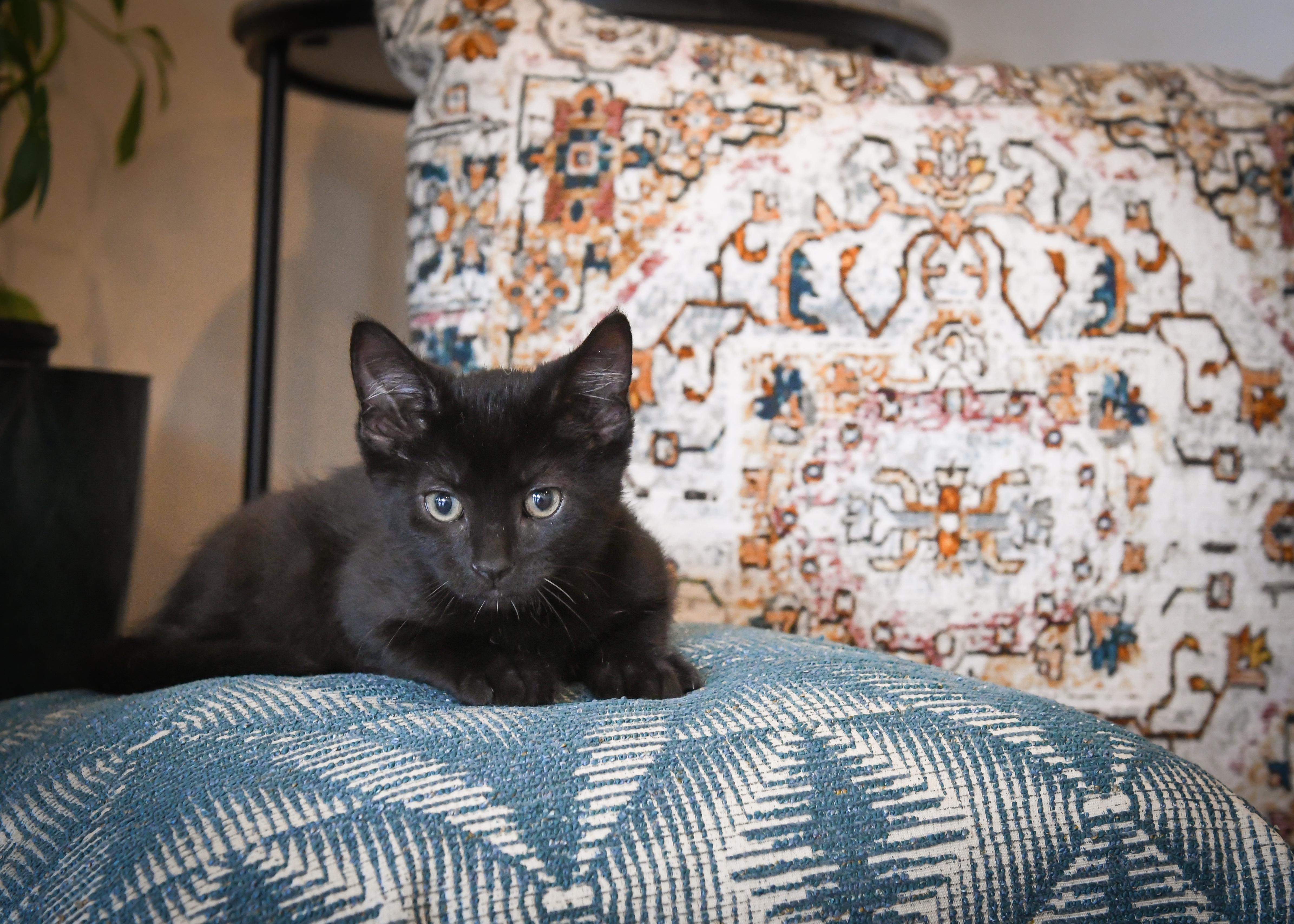 Petal, ADOPTABLE, Kitten Male Domestic Short Hair.