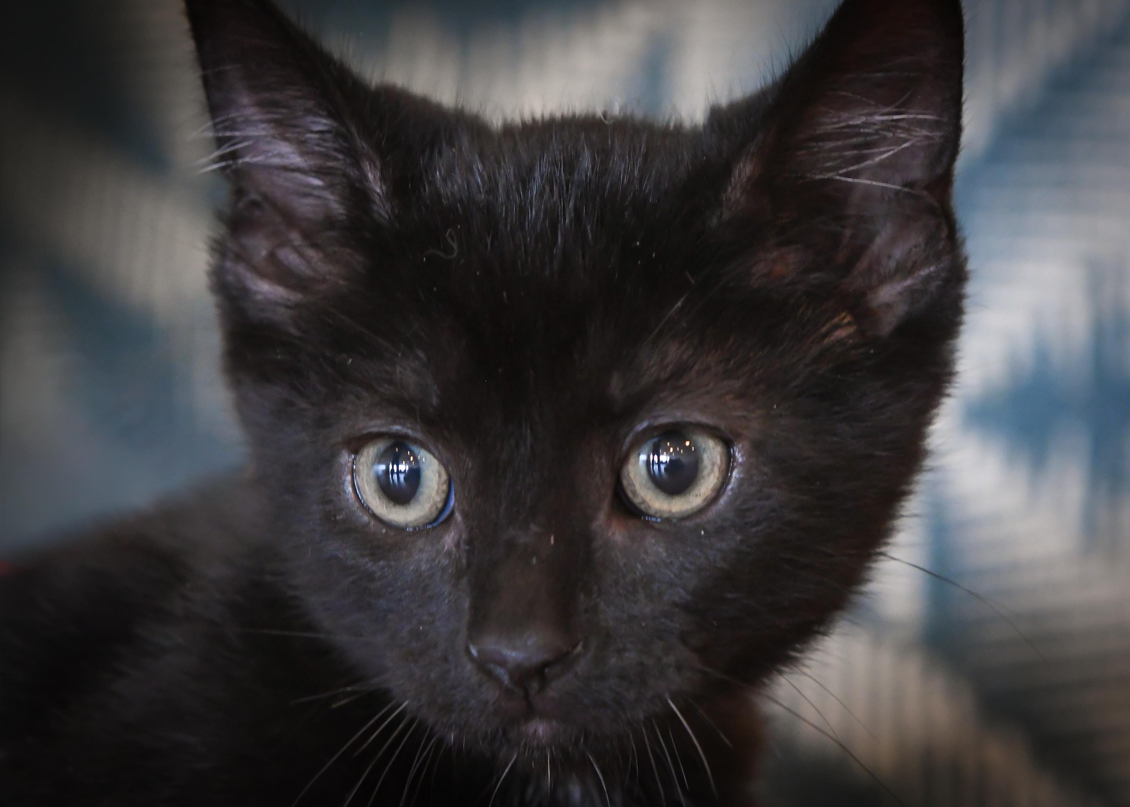 Petal, a ADOPTABLE Domestic Short Hair in Port Washington, WI image 2/5