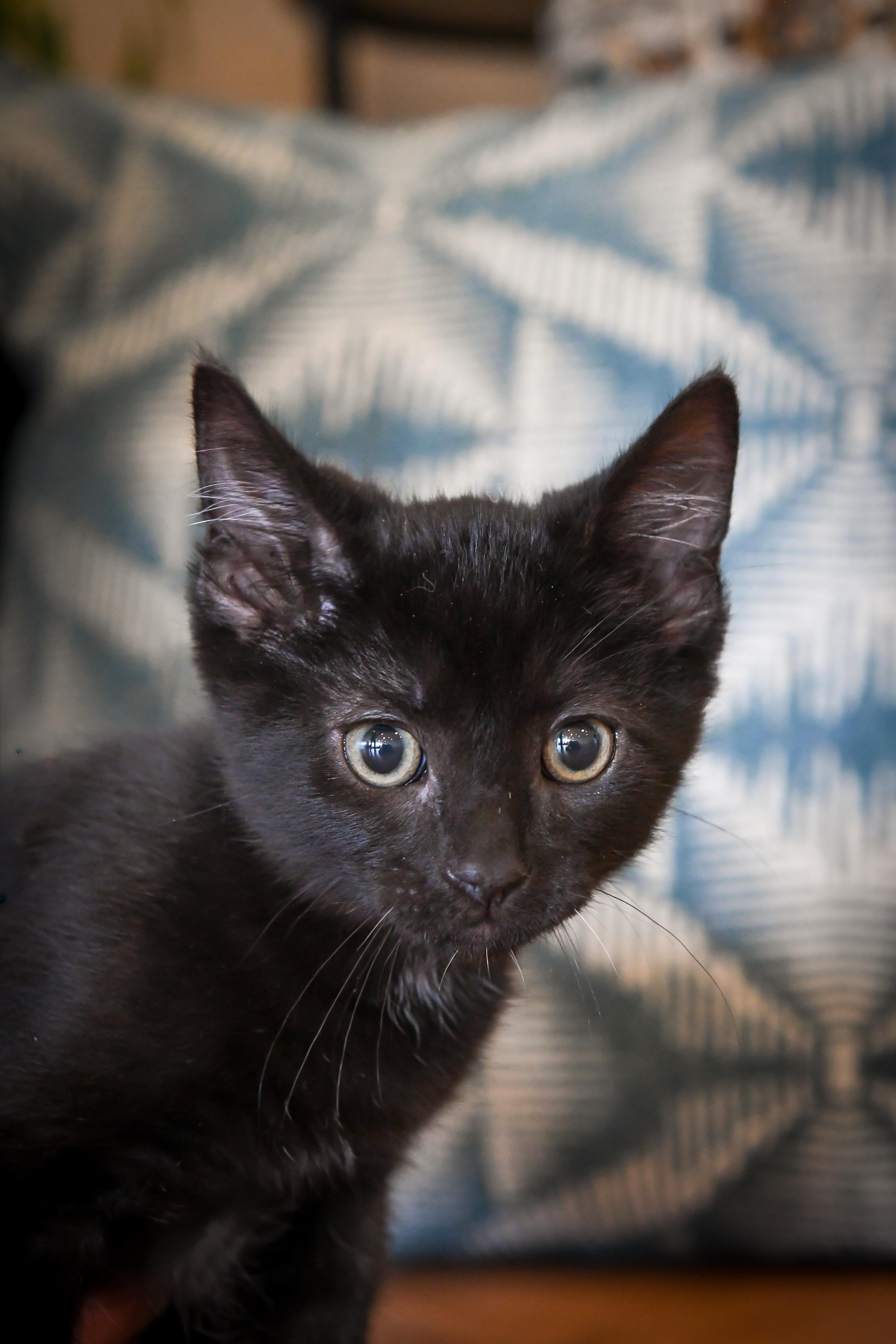 Petal, a ADOPTABLE Domestic Short Hair in Port Washington, WI image 3/5