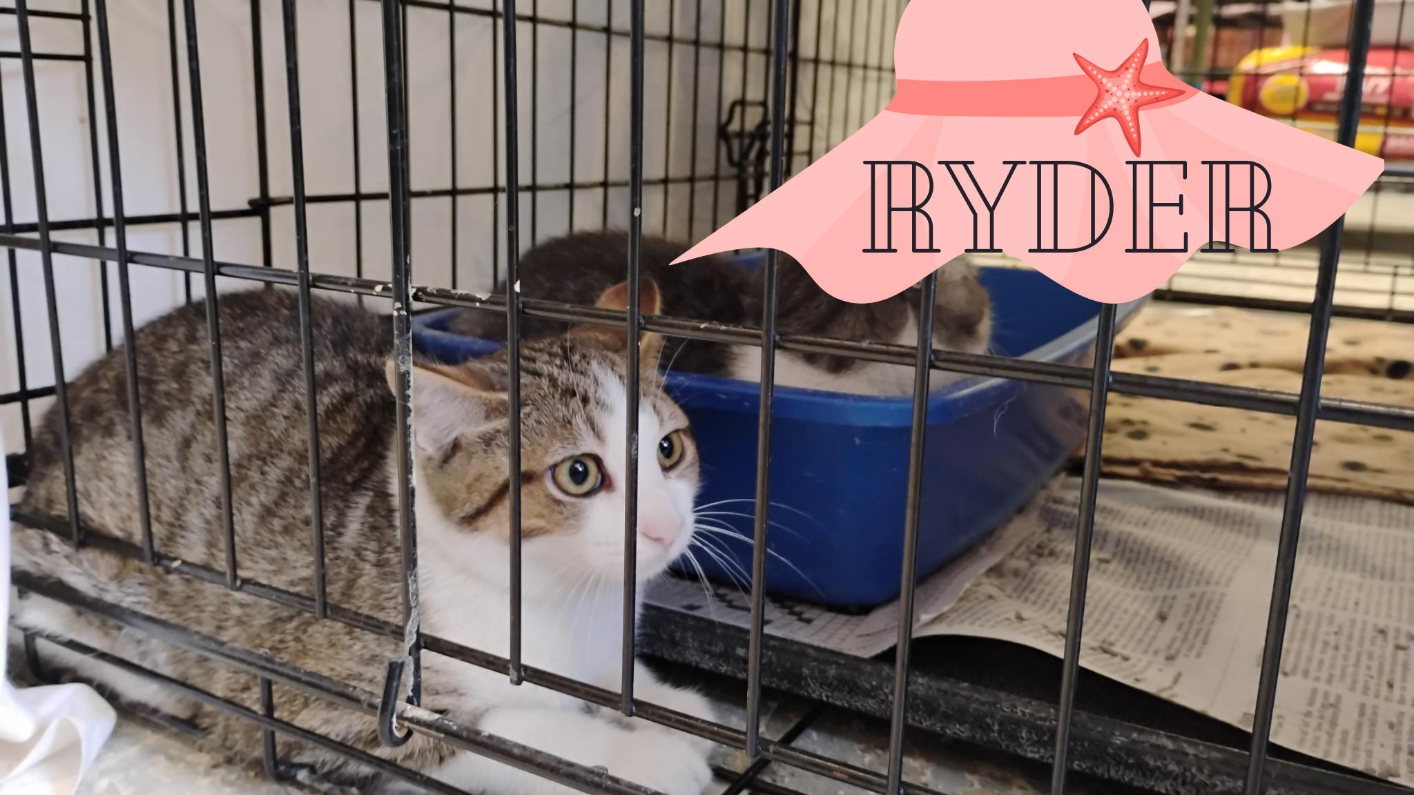 Ryder