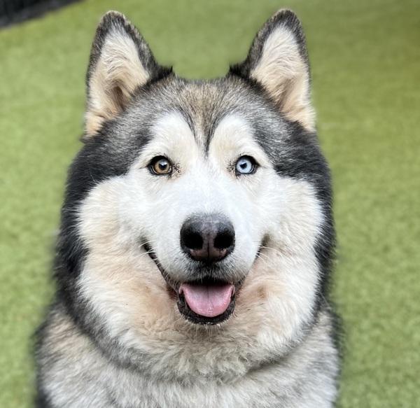 Bosco - In Foster, Adoptable, Adult Male Alaskan Malamute.
