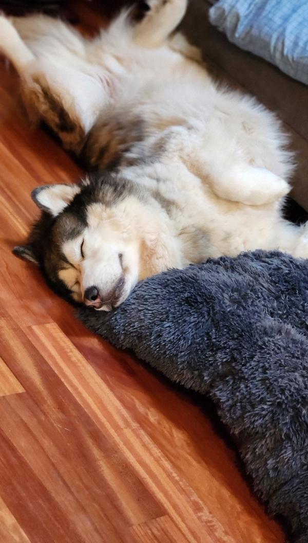 Bosco - In Foster, a Adoptable mixed breed in Silverdale, WA image 2/6