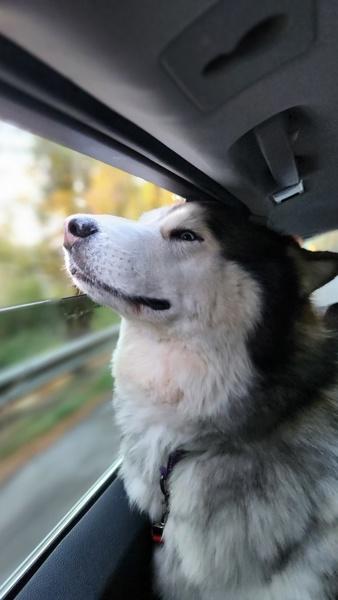 Bosco - In Foster, a Adoptable mixed breed in Silverdale, WA image 4/6