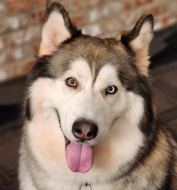 Bosco - In Foster, a Adoptable mixed breed in Silverdale, WA image 5/6