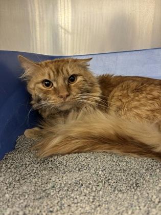 Enlarge Prince, an adopted Domestic Medium Hair in Annapolis, MD image 1/1