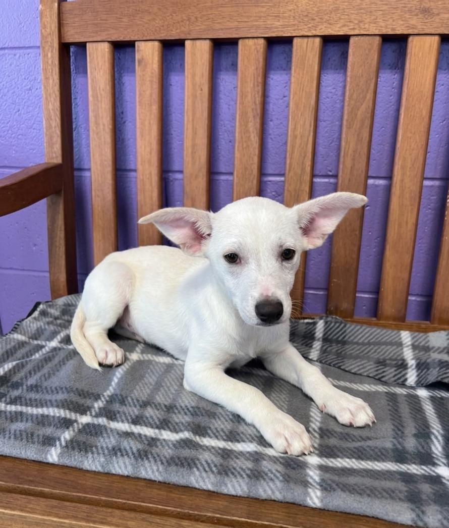**LUAN**, Adoptable, Puppy Female Labrador Retriever & Terrier.