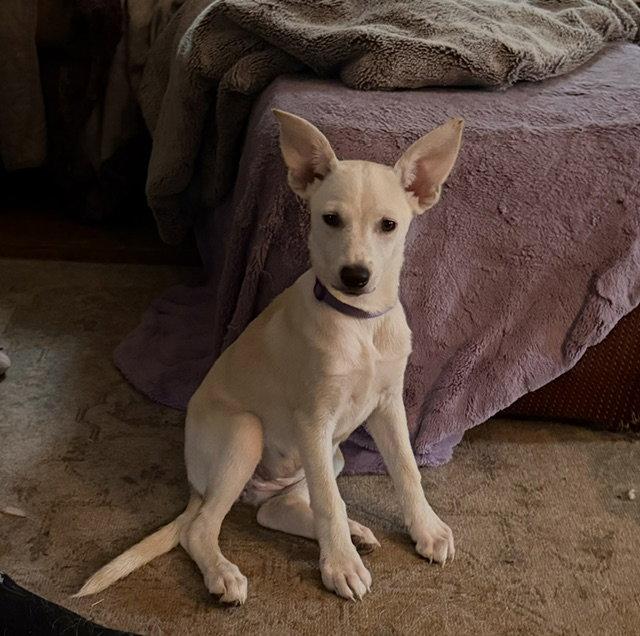 Enlarge **LUAN**, a Adoptable mixed breed in North Prairie, WI image 2/2