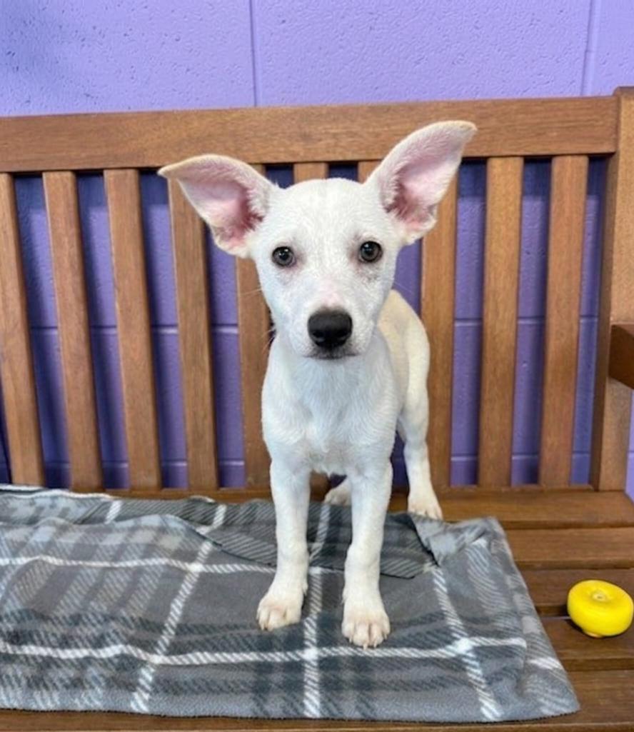 Enlarge **LUAN**, a Adoptable mixed breed in North Prairie, WI image 2/2